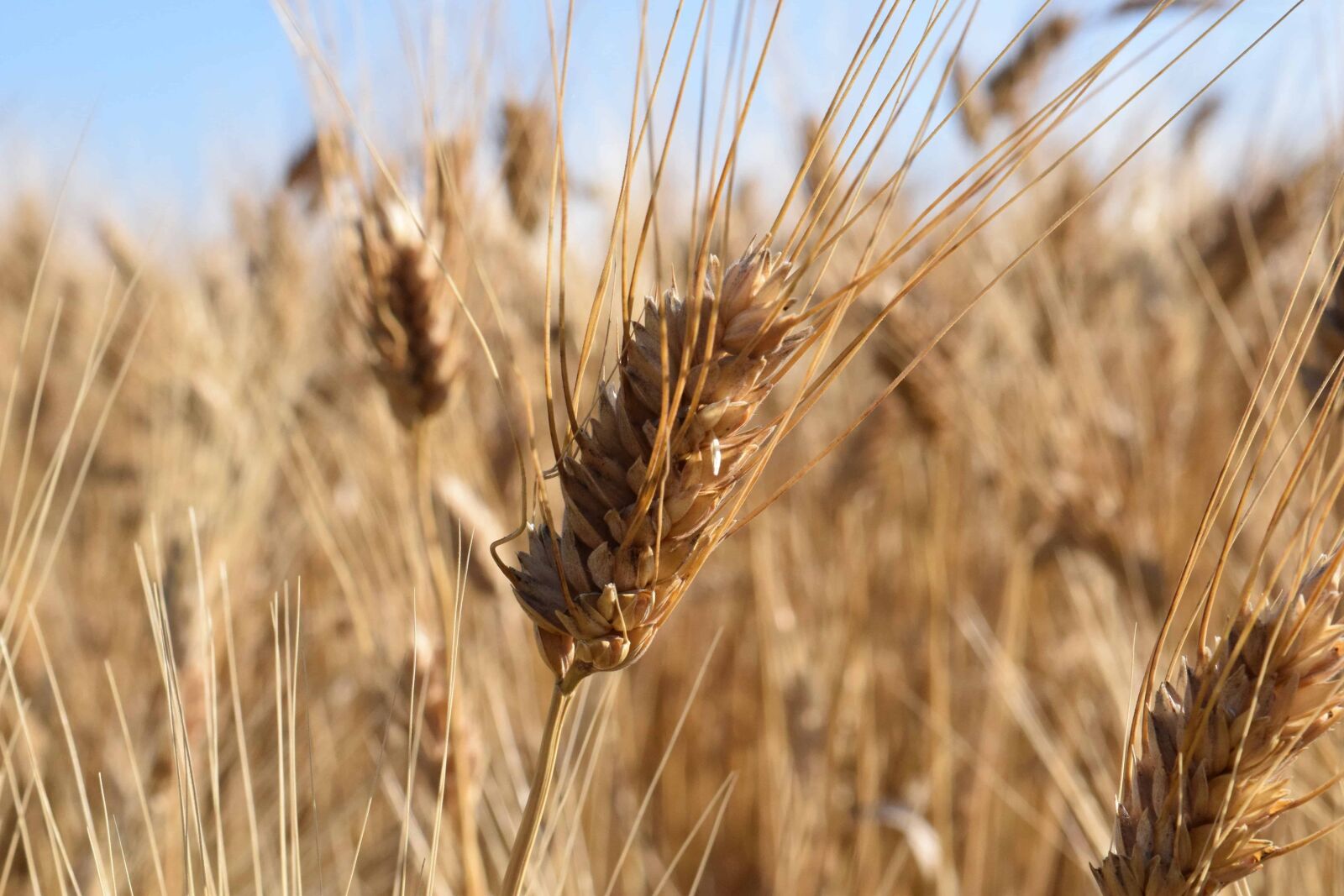 Nikon D3300 sample photo. Rye, straw, countryside, cereal photography