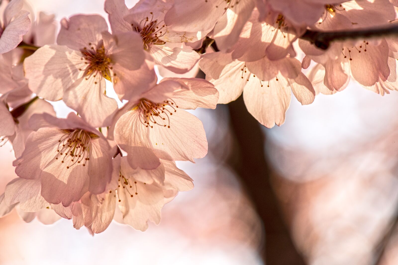 Nikon D800E sample photo. Spring, sakura, cherry blossoms photography