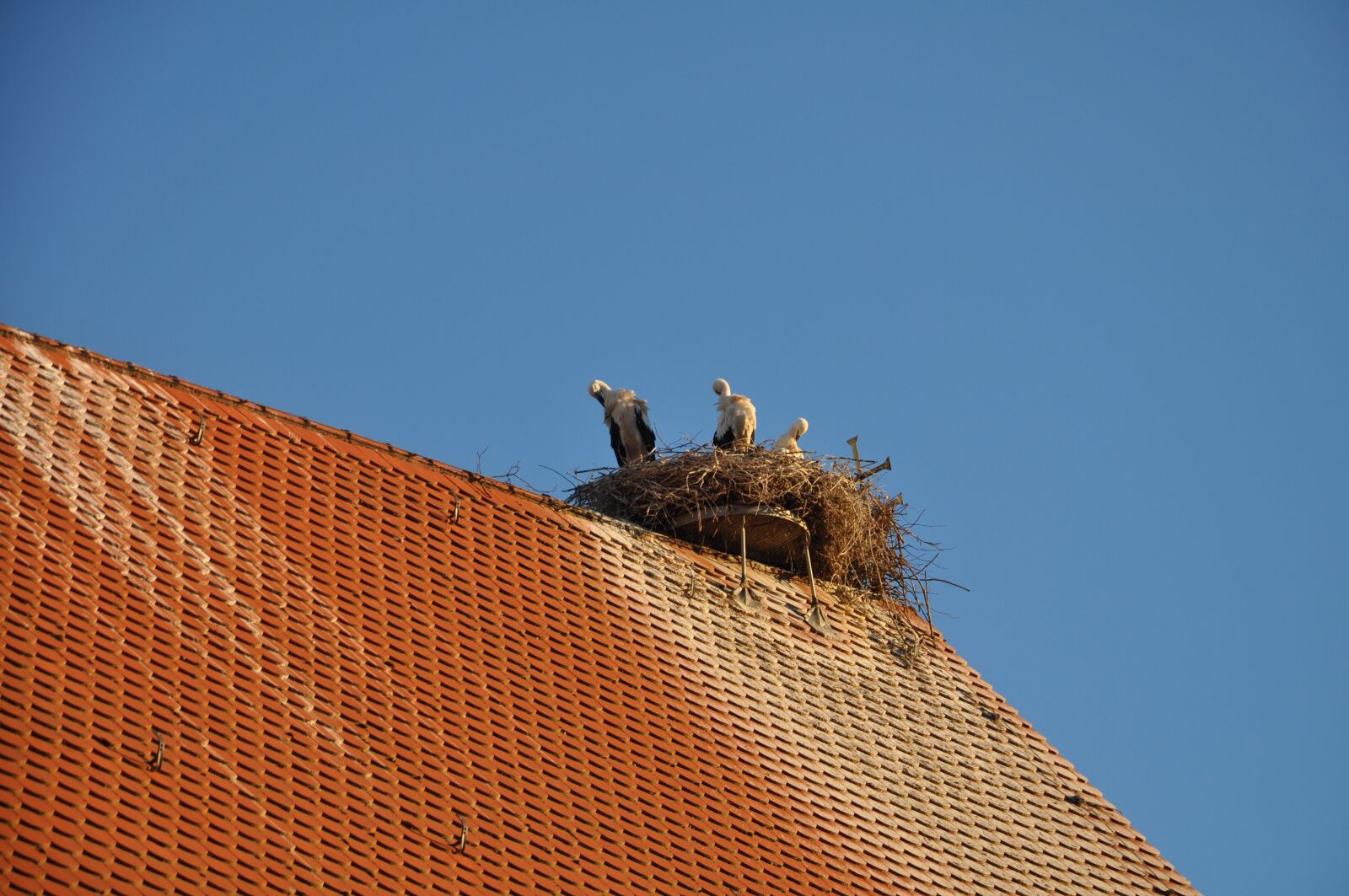 Nikon D5000 sample photo. Stork, sky, summer photography