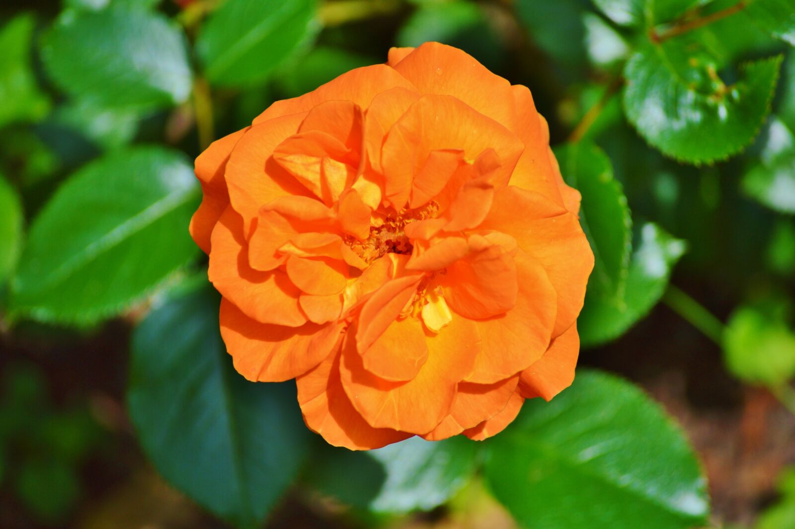 Nikon D3200 sample photo. Rose, blossom, bloom photography