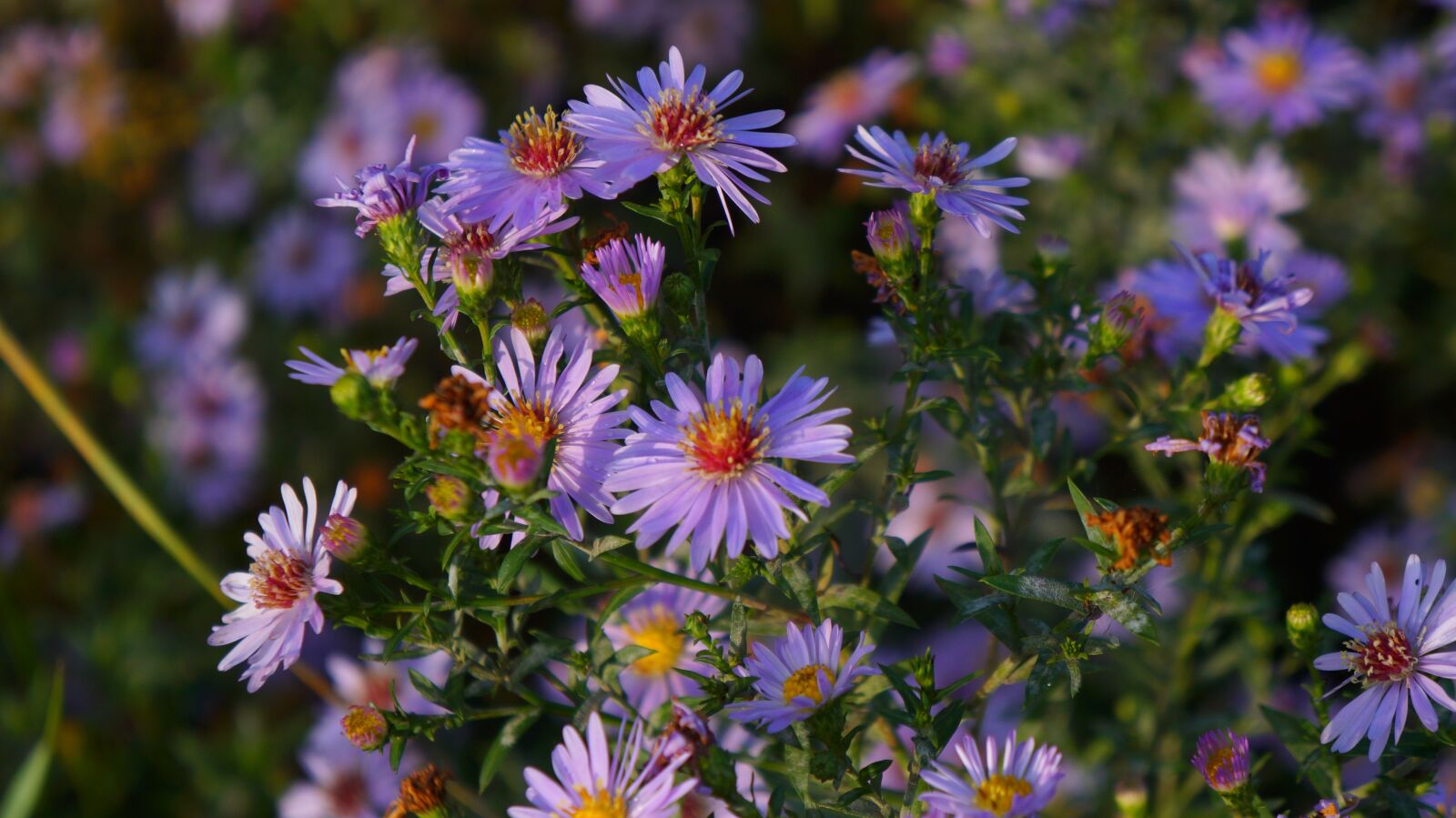 Sony Alpha a3000 + Sony E 18-55mm F3.5-5.6 OSS sample photo. Nature, plants, violet photography