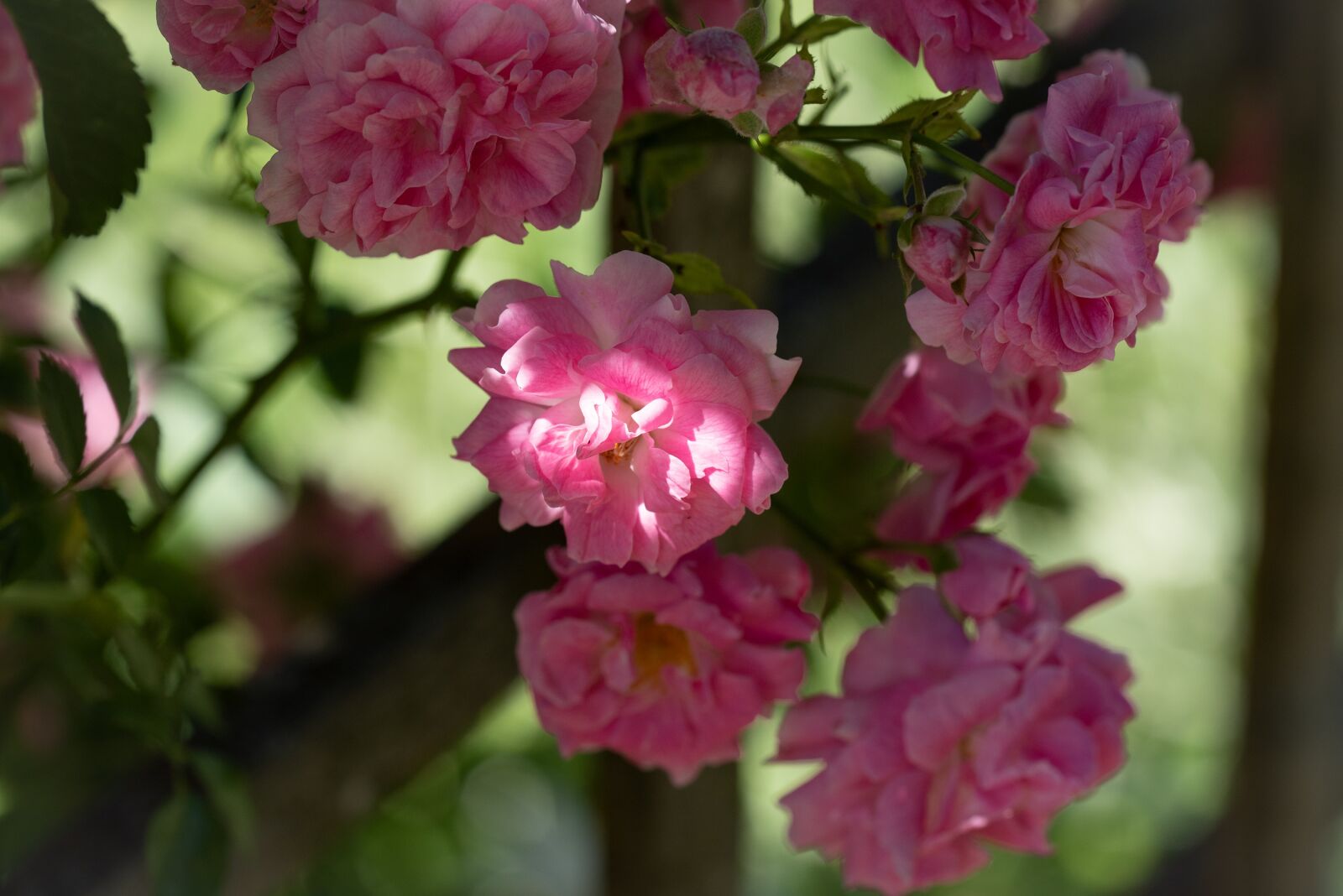 Nikon D750 sample photo. Roses, flower, flowers photography