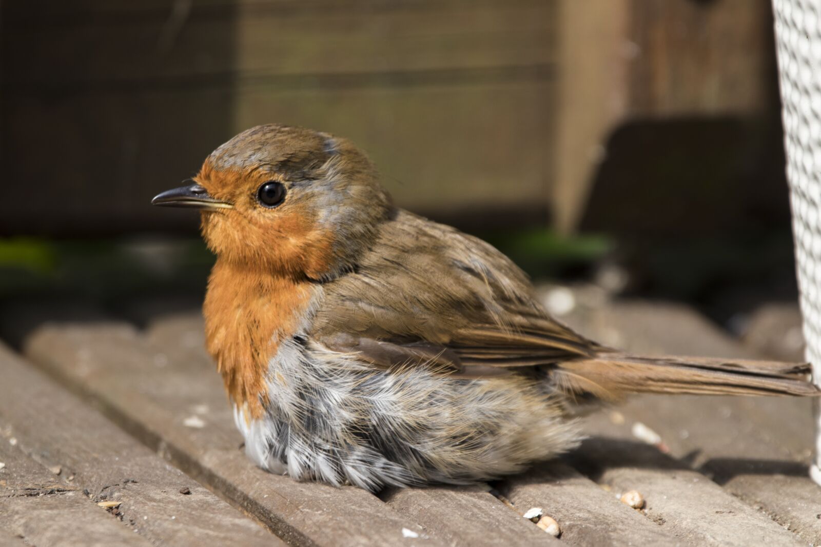 150-600mm F5-6.3 DG OS HSM | Contemporary 015 sample photo. Robin, bird, nature photography