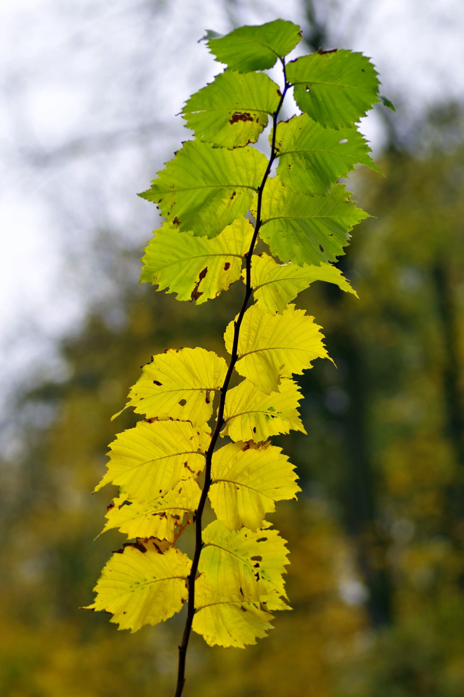 Pentax K-S2 sample photo. Foliage, yellow, branch photography
