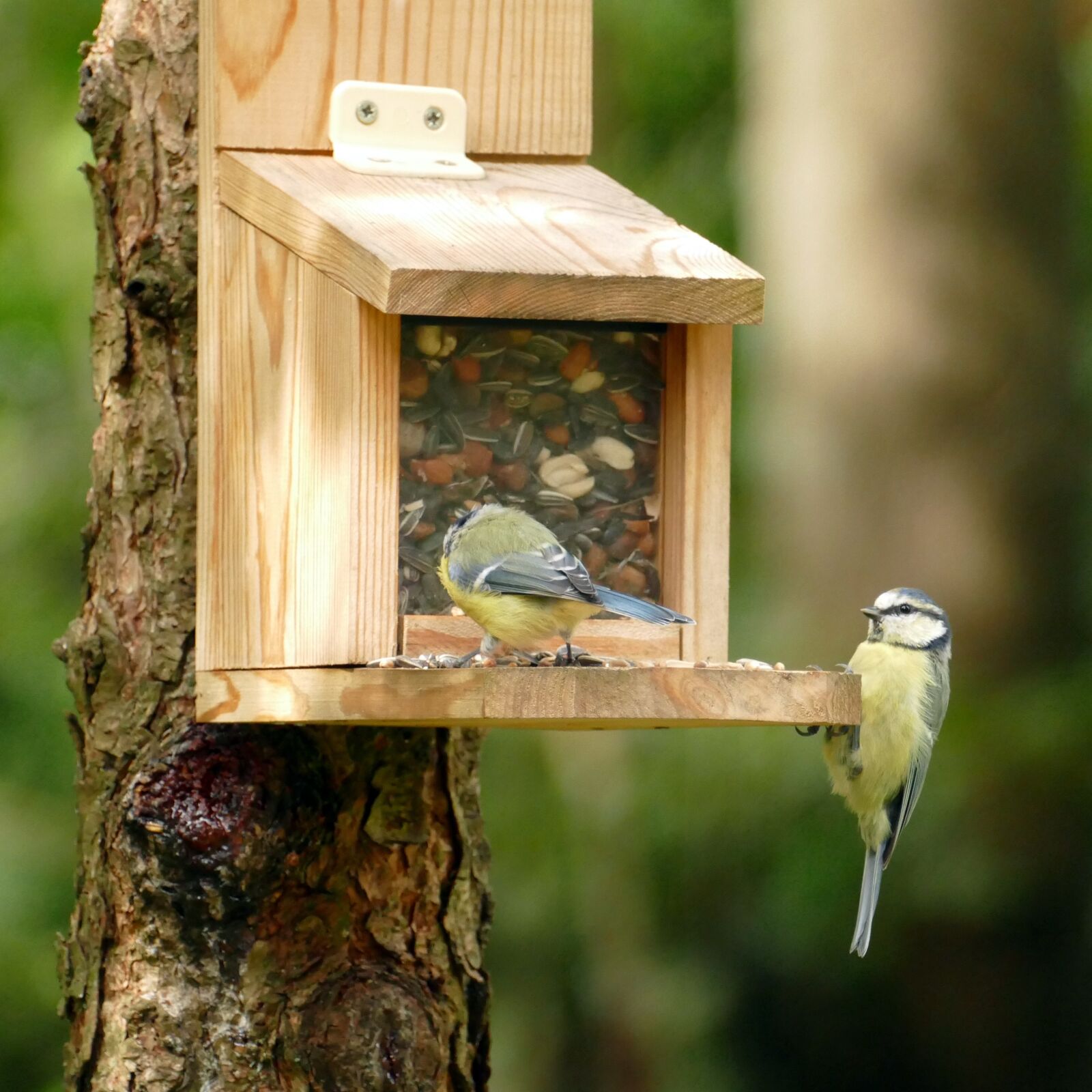 Panasonic Lumix DMC-FZ1000 sample photo. Blue tit, cyanistes caeruleus photography