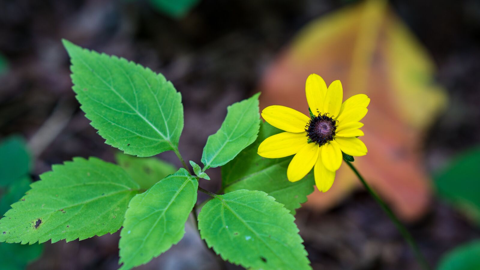 E 50mm F1.8 OSS sample photo. Flower, yellow, nature photography