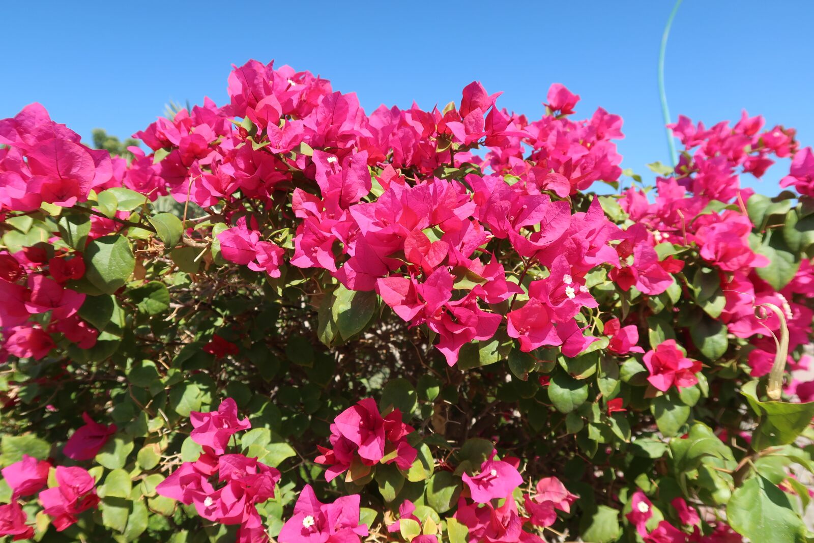 Canon PowerShot G7 X Mark II sample photo. Bougainvillea flowers, rose bougainvillea photography