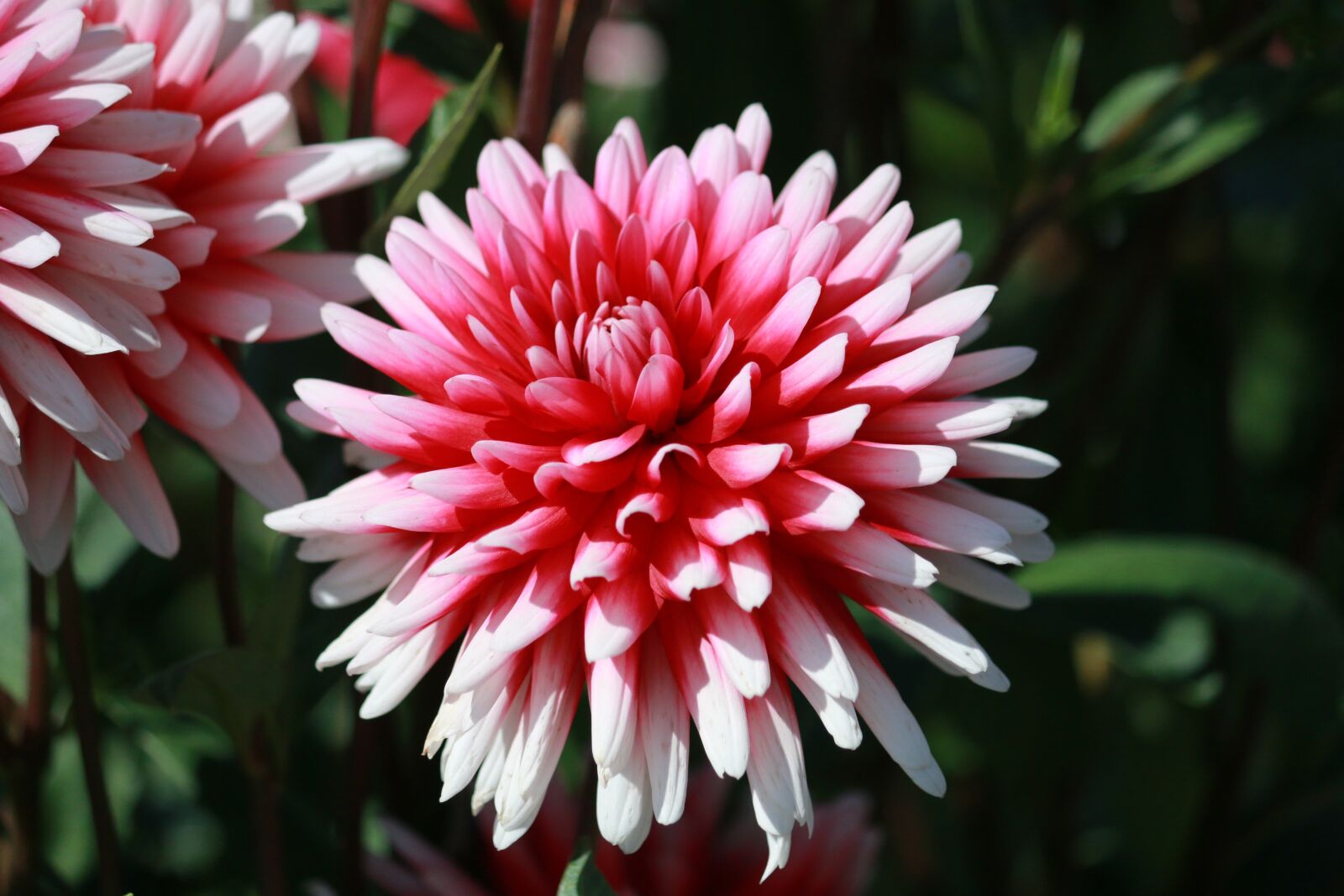 Canon EOS 70D sample photo. Flower, blossom, bloom photography