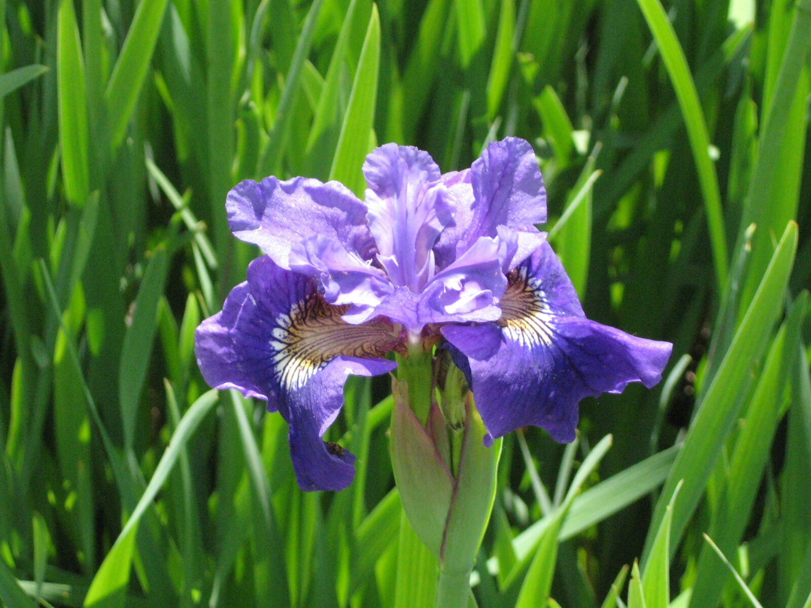 Canon POWERSHOT A560 sample photo. Bloom, flora, flower, iris photography