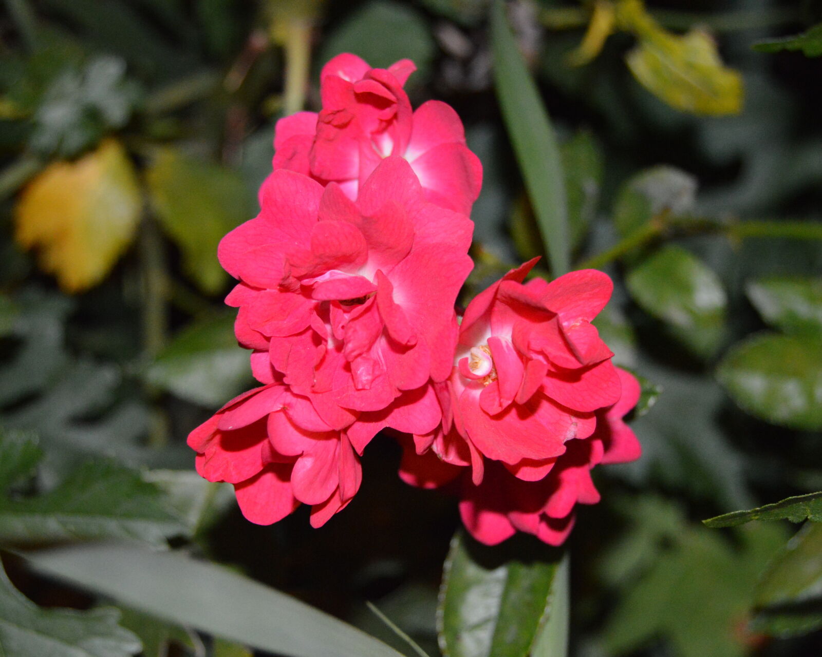 Nikon D3200 sample photo