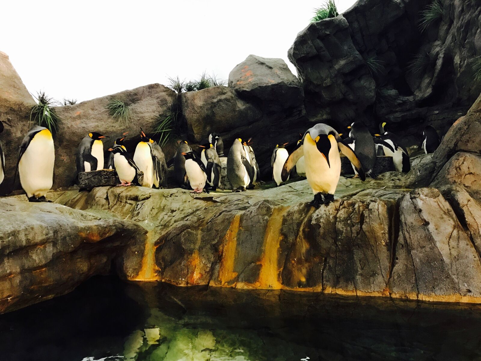 iPhone 7 back camera 3.99mm f/1.8 sample photo. Penguins, zoo photography