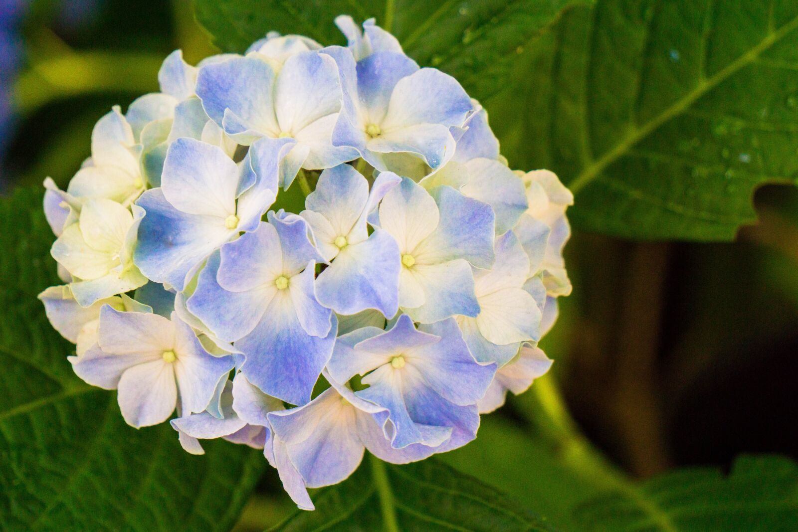 Sony E 55-210mm F4.5-6.3 OSS sample photo. Flowers, flower, nature photography