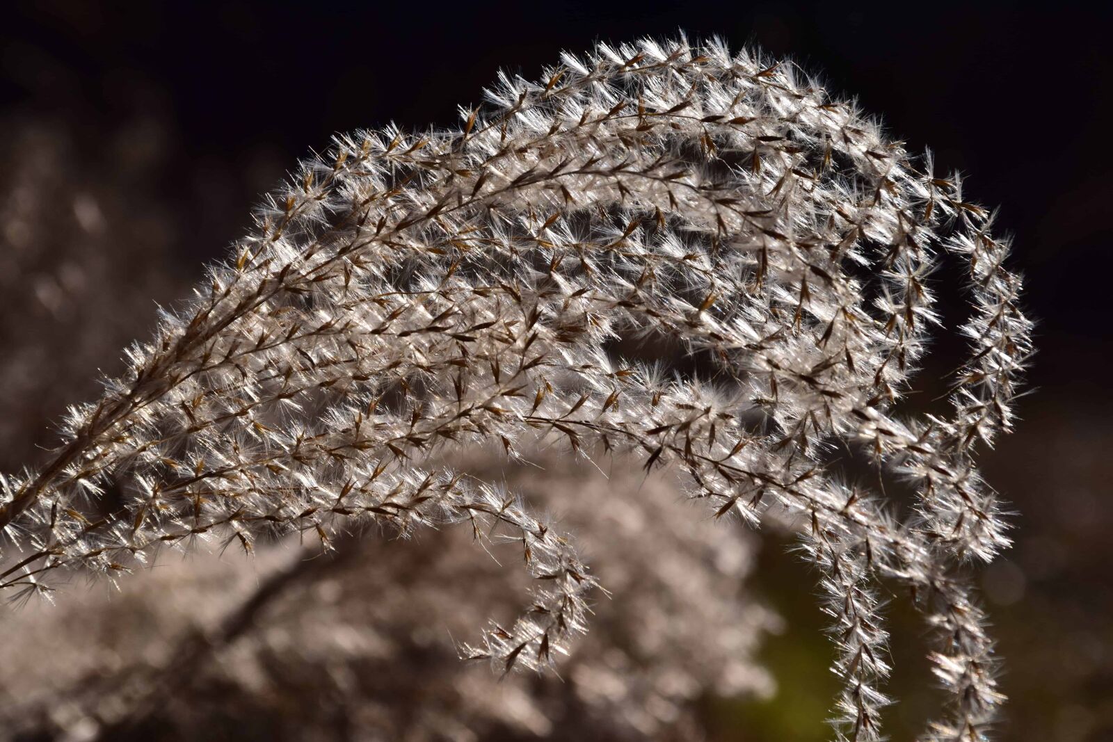 Nikon D3300 sample photo. Plant, branch, macro, daylight photography