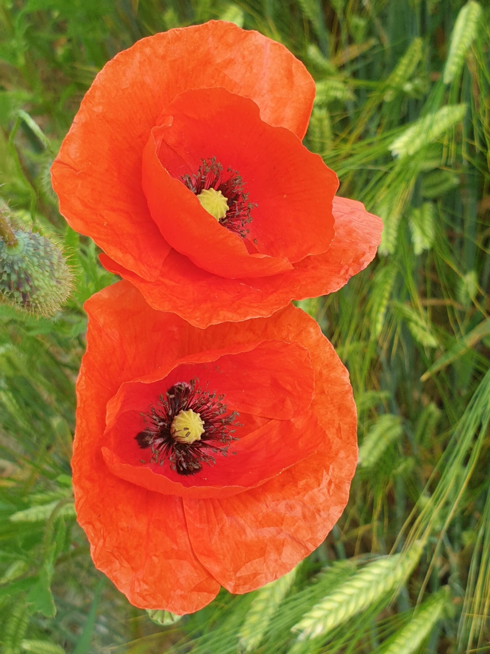Samsung Galaxy Note9 sample photo. Poppy, flower, cereals photography