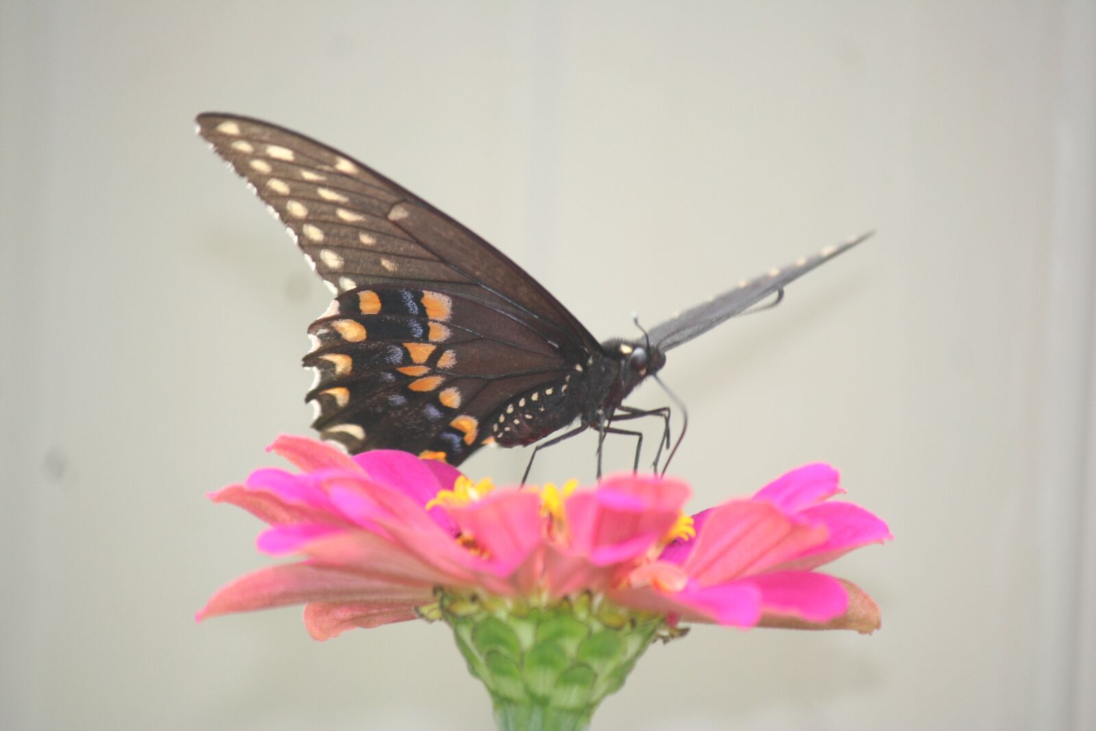Canon EOS 350D (EOS Digital Rebel XT / EOS Kiss Digital N) sample photo. Black butterfly, butterflies, butterfly photography
