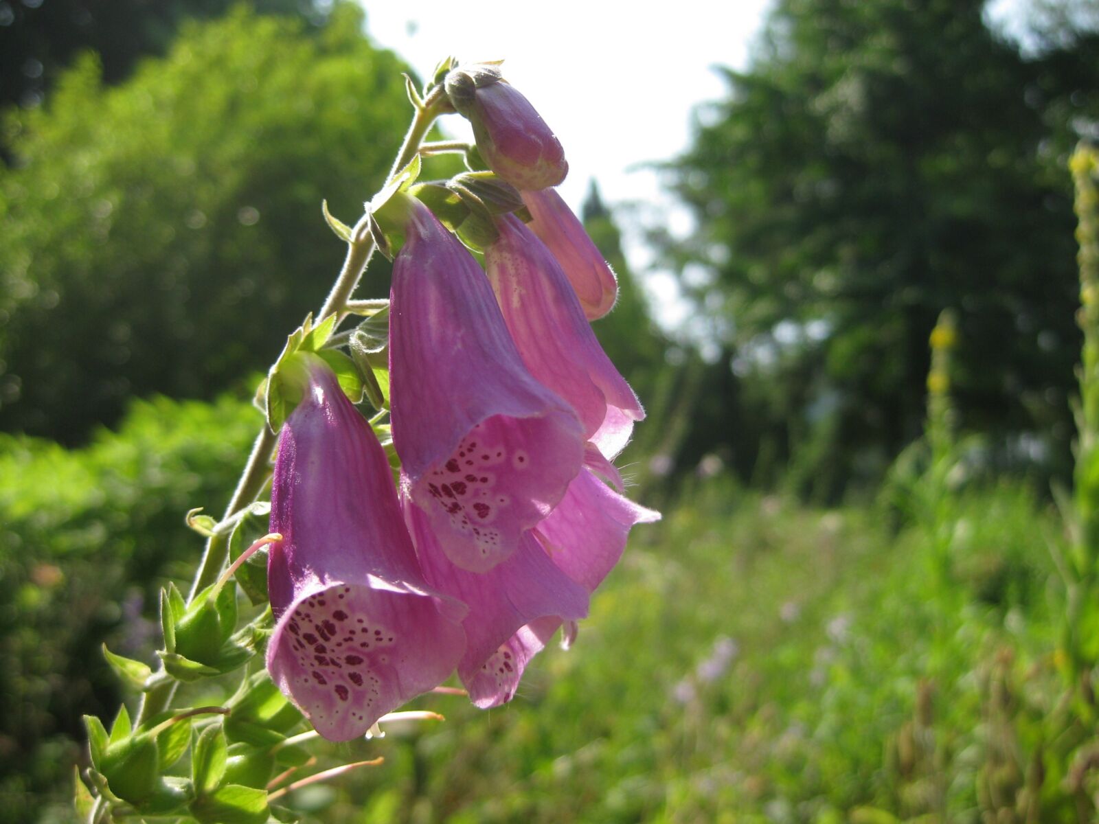 Canon PowerShot SD1100 IS (Digital IXUS 80 IS / IXY Digital 20 IS) sample photo. Flower, blossom, bloom photography