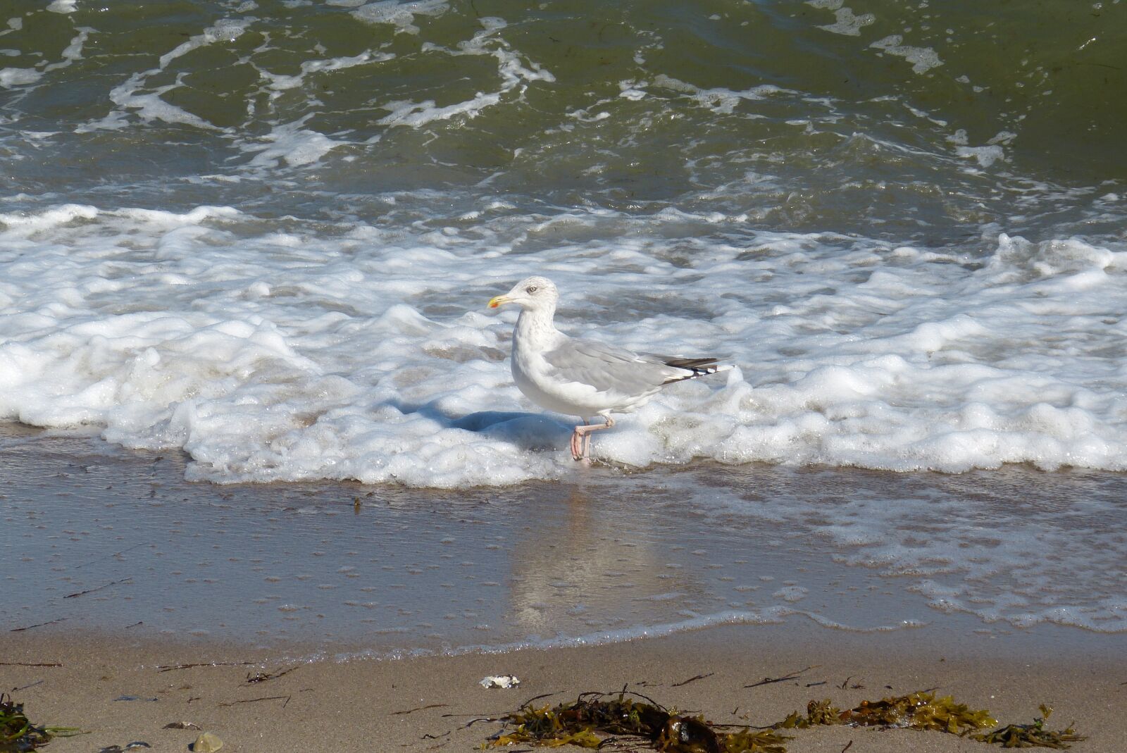 Panasonic Lumix DMC-FZ150 sample photo. Baltic sea, mecklenburg, water photography