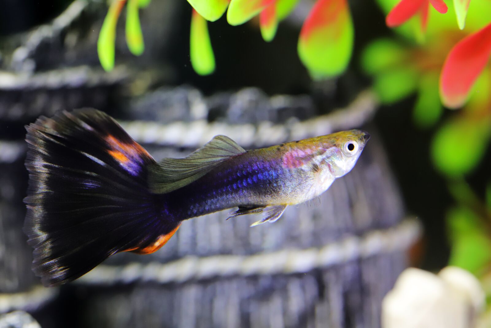 Canon EOS 6D Mark II sample photo. Goofy, tropical fish, fish photography