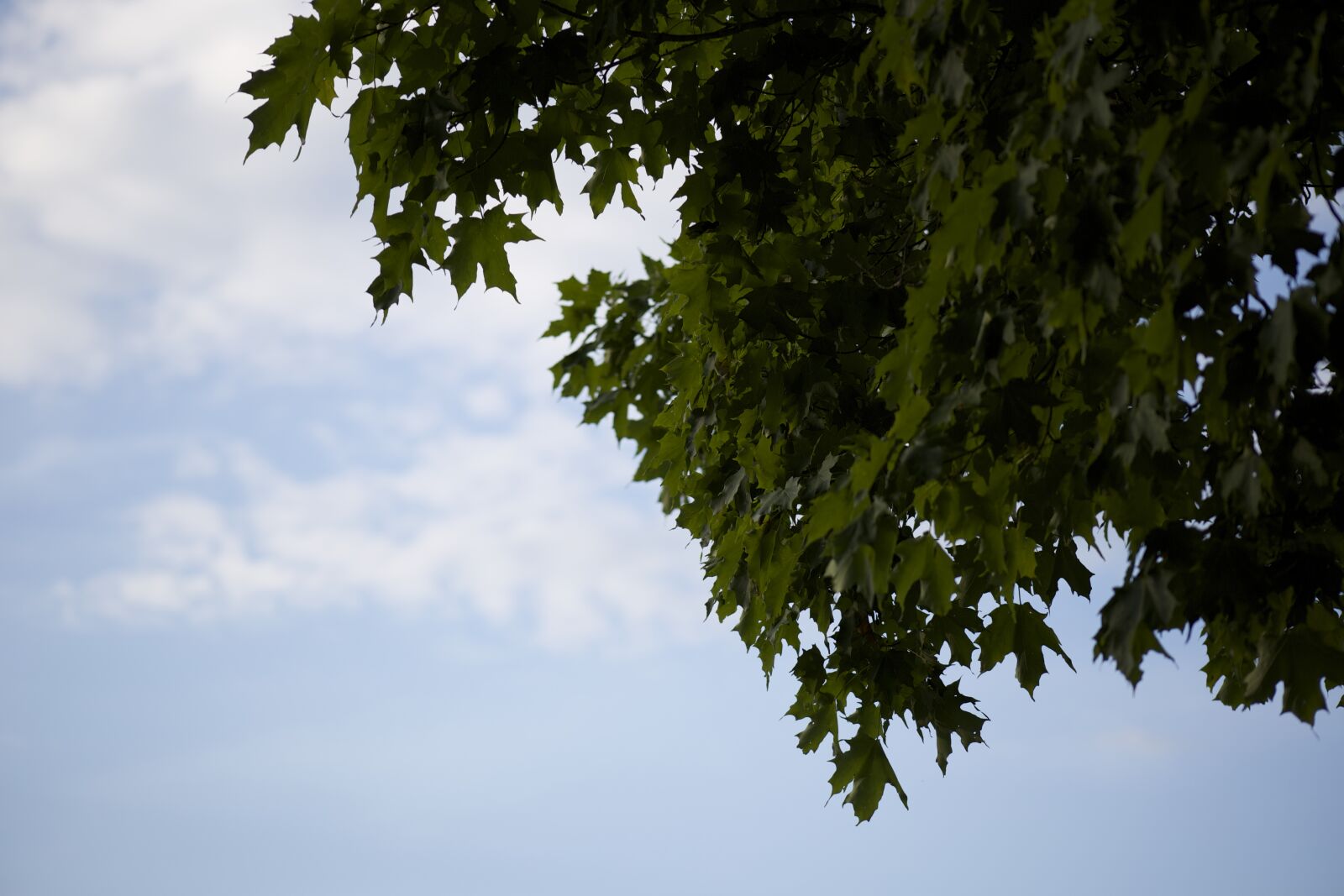 Canon EOS 6D + Canon EF 75-300mm f/4-5.6 USM sample photo. Clouds, trees photography