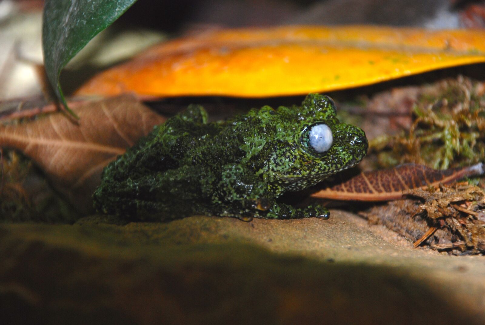 Nikon D80 sample photo. Frog, green, zoo photography