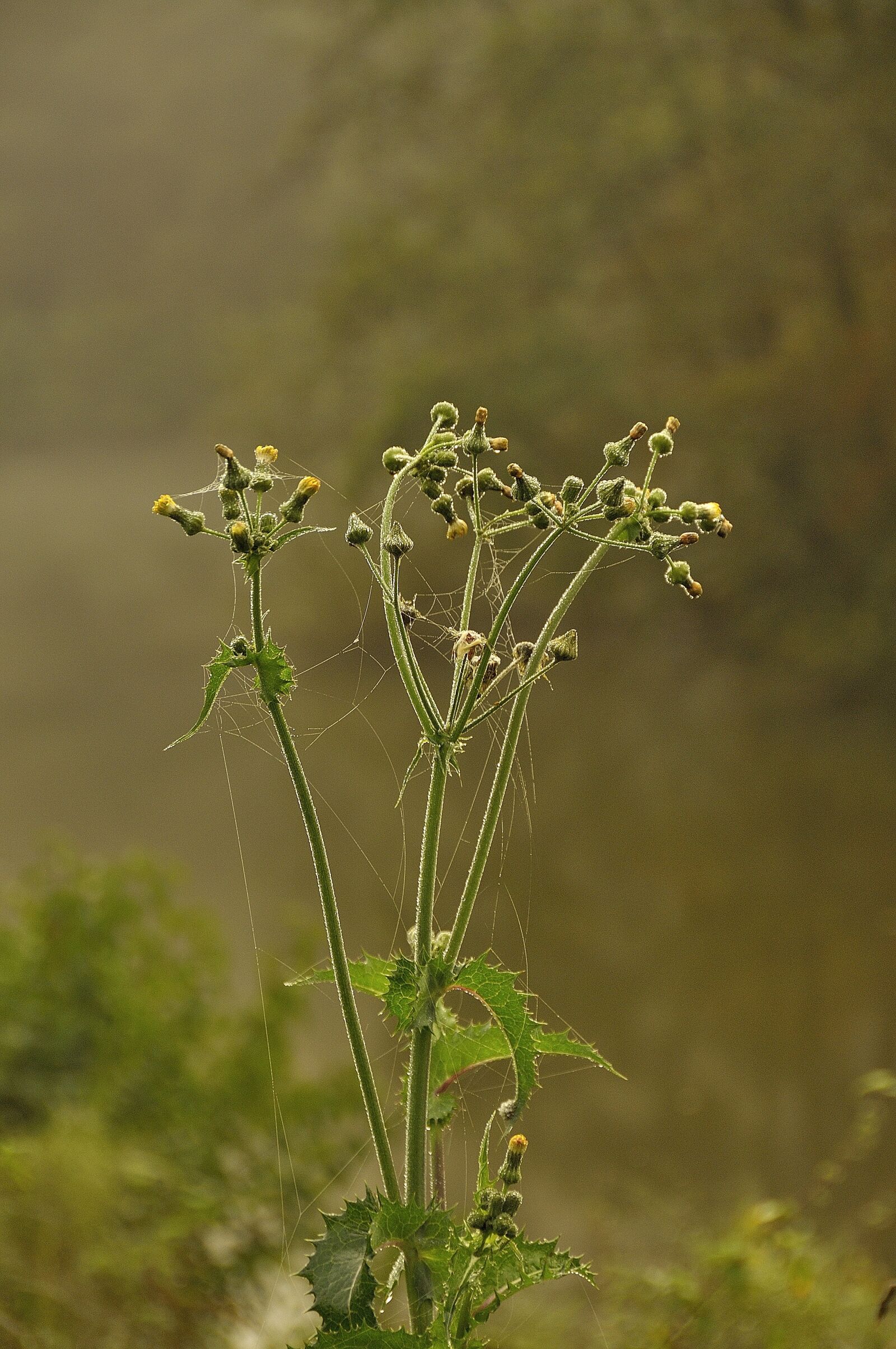 Nikon D90 sample photo. Autumn, spider webs, dew photography