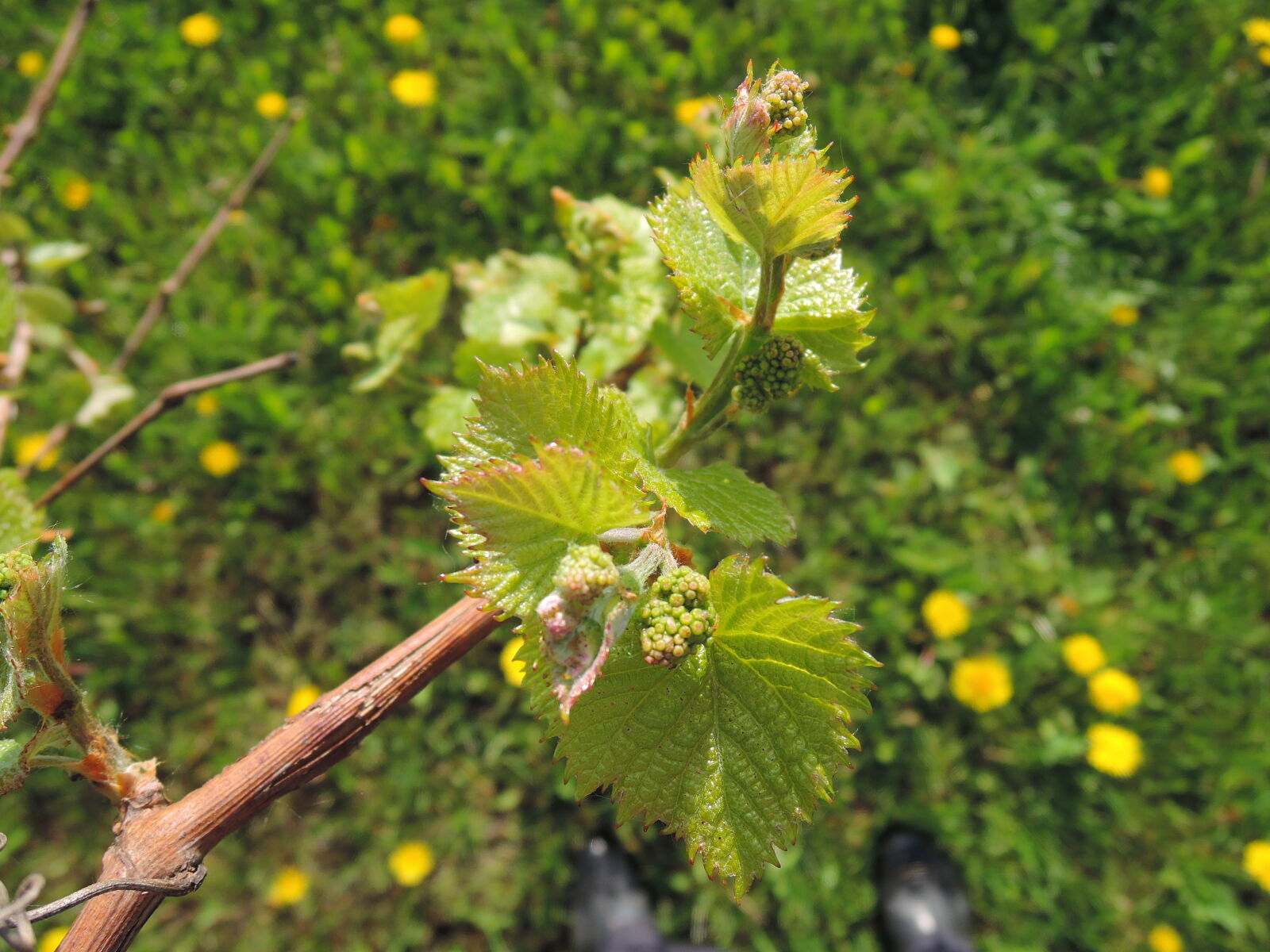 Nikon Coolpix P330 sample photo. Fresh, vine, green, leaves photography