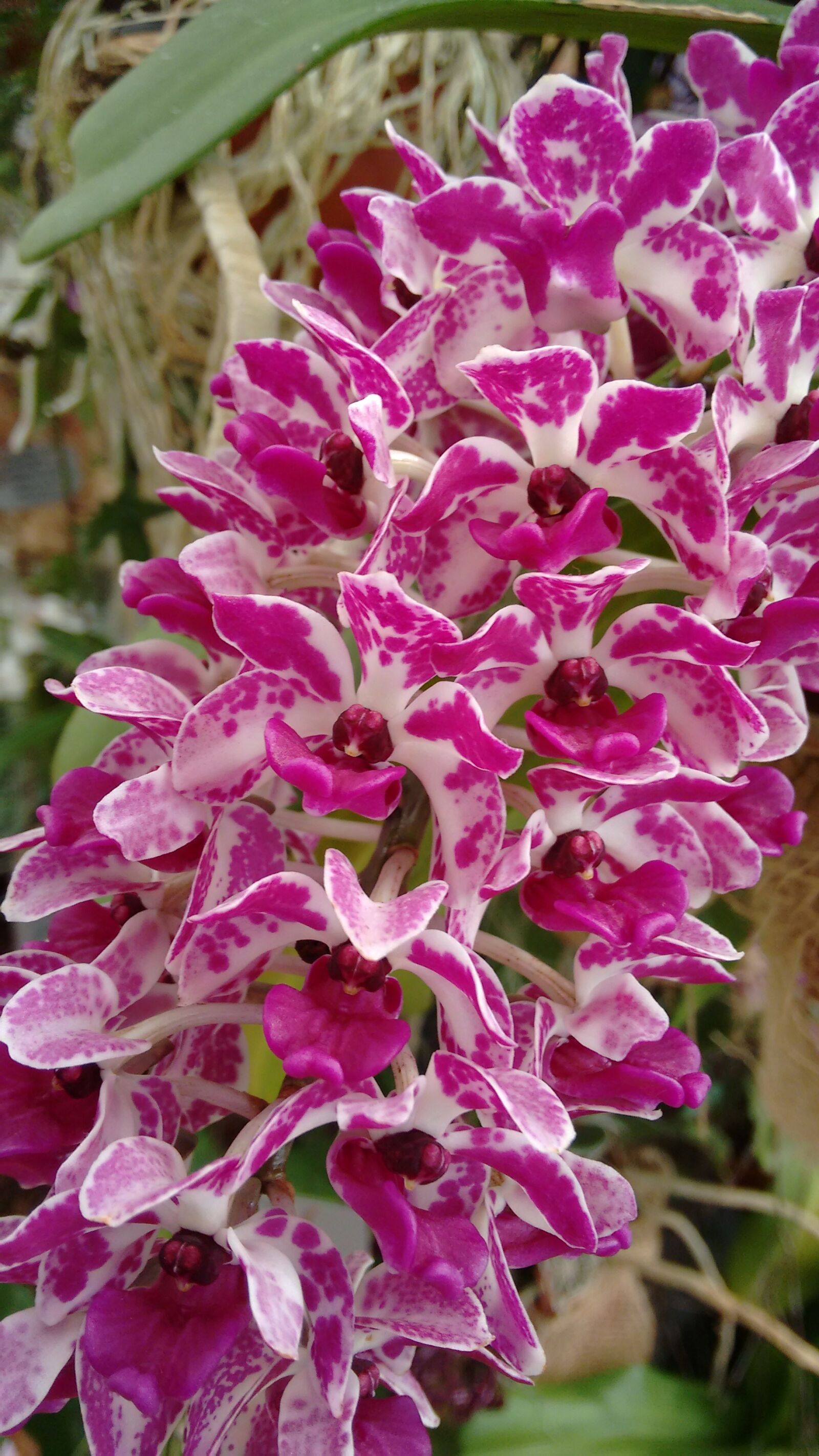 Motorola Moto G (2nd Gen) sample photo. Plant, nature, flower photography