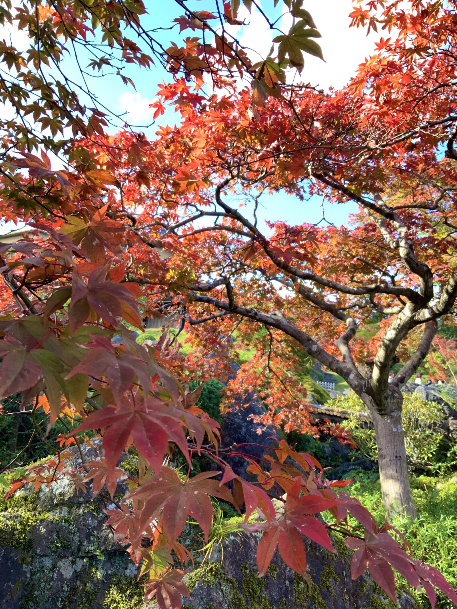 iPad Pro (11-inch) back camera 3mm f/1.8 sample photo. Hakone, autumn, japan photography
