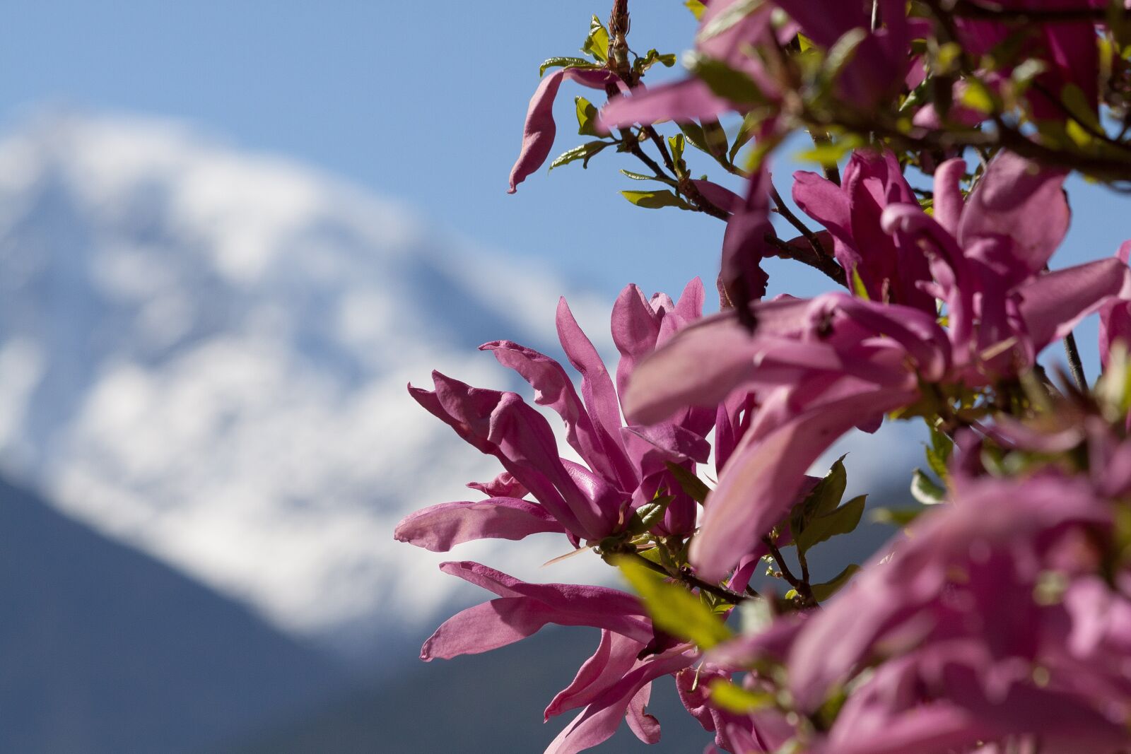 Canon EOS 50D sample photo. Magnolia, blossom, bloom photography