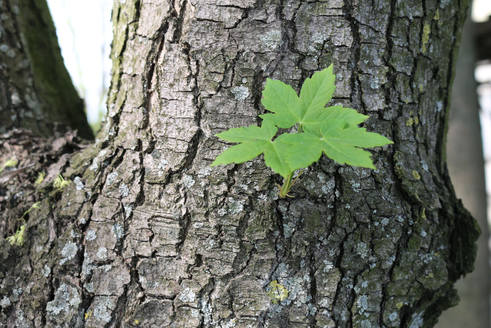 Canon EOS 70D sample photo. Bio, brown, green, nature photography