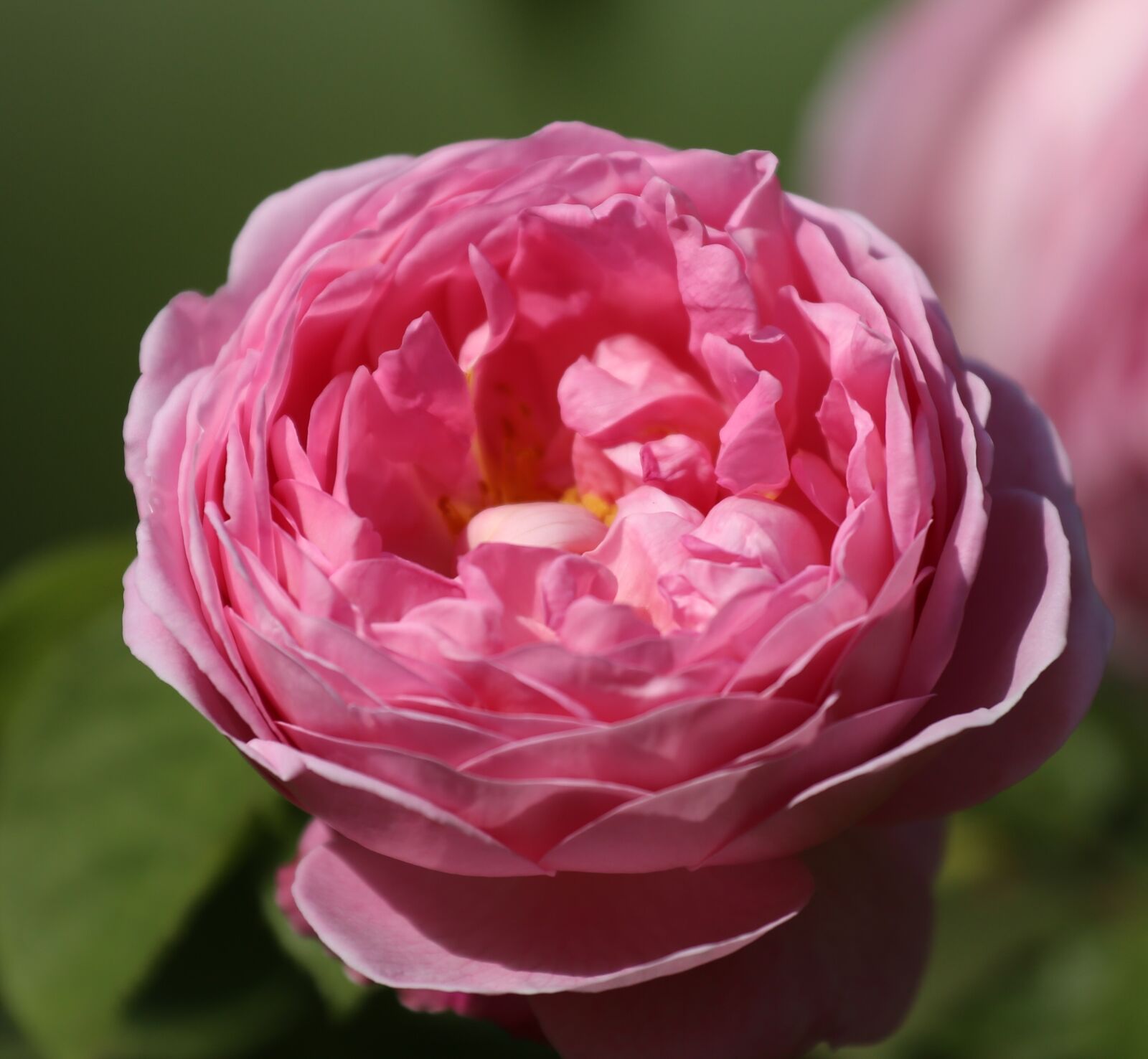 Canon EOS 6D sample photo. Flower, ros, garden photography