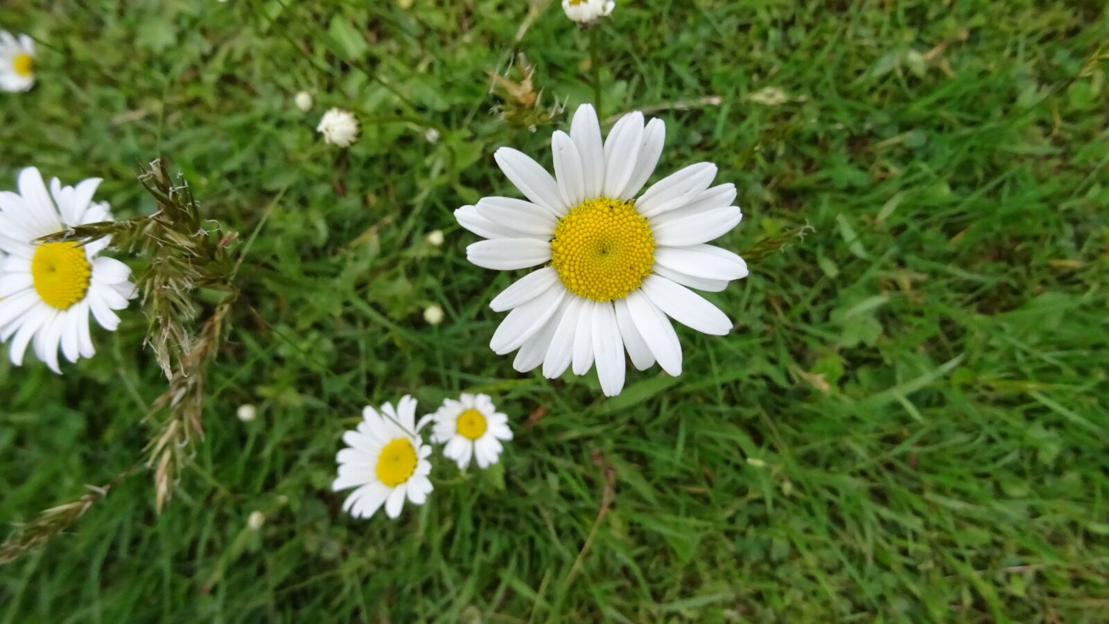Sony DSC-HX60 sample photo. Daisy, flower, summer photography