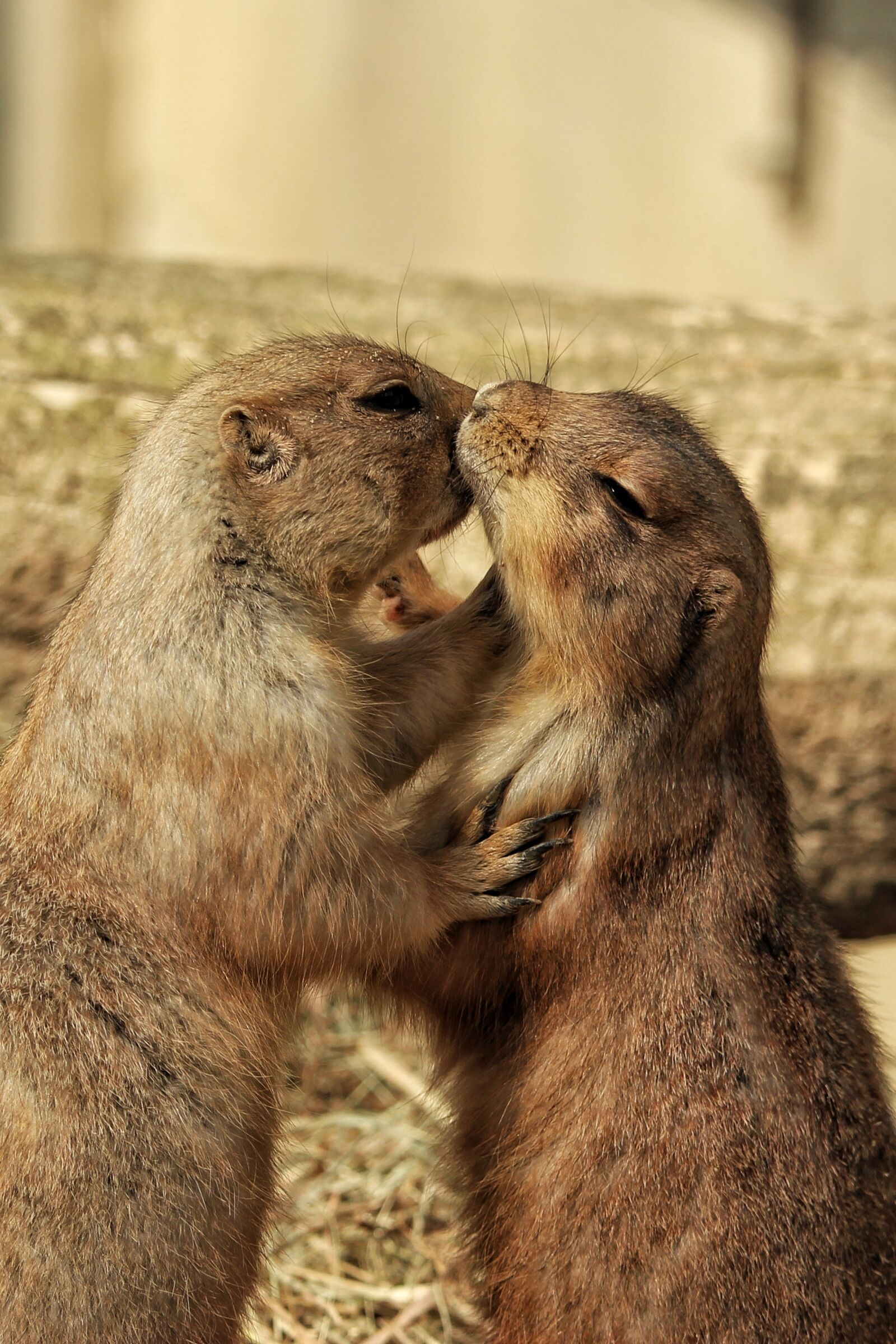Canon EF-S 55-250mm F4-5.6 IS STM sample photo. Mammal, nature, animal photography