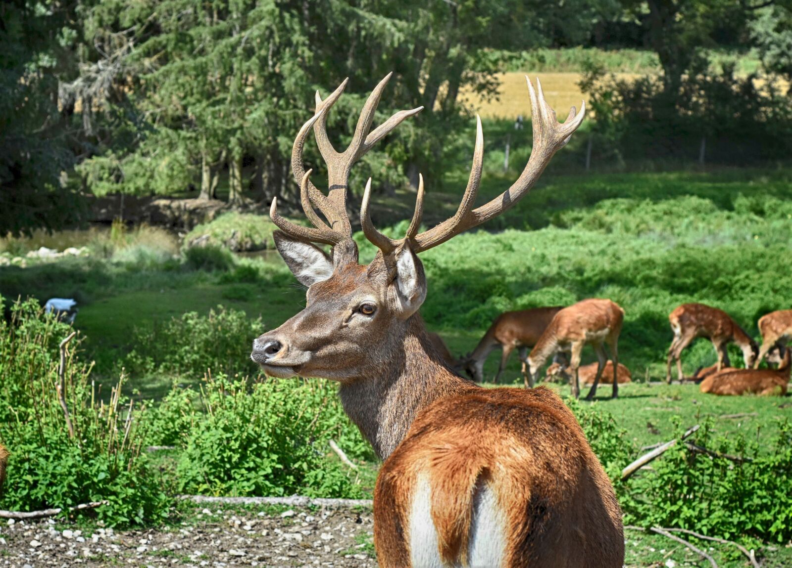 Nikon D7200 sample photo. Hirsch, wild, enclosure photography
