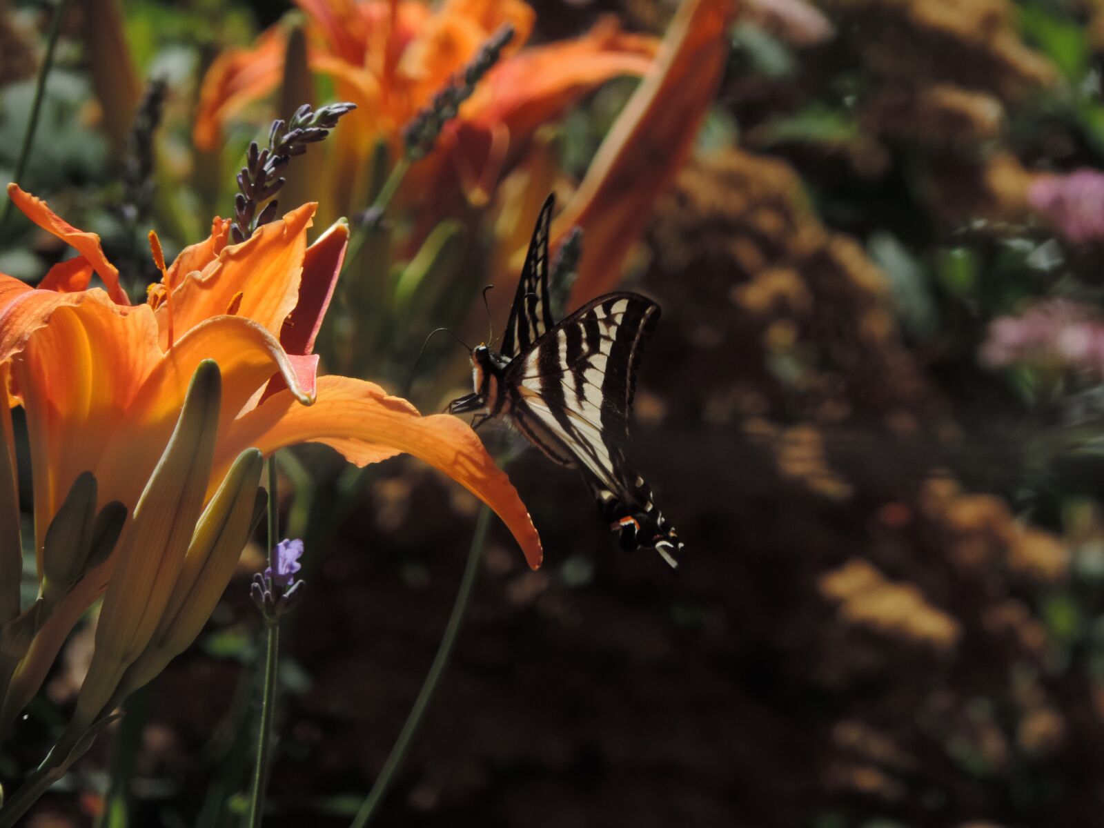 Nikon Coolpix P520 sample photo. Orange daylily, outdoor, orange photography