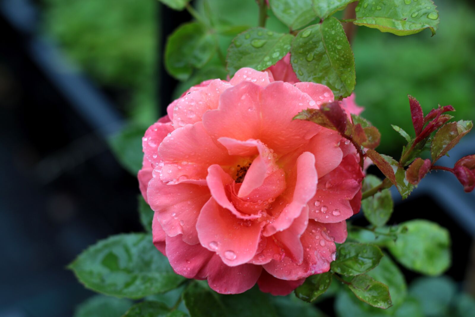 Canon EOS 7D Mark II + Canon EF 50mm F1.8 STM sample photo. Rose, raindrops, flower photography