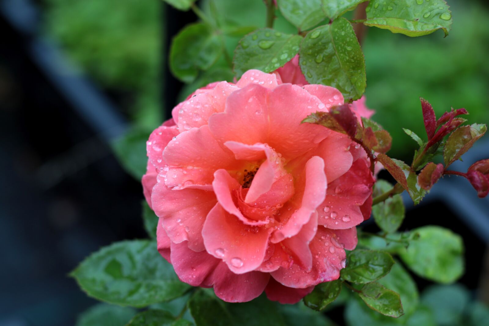 Canon EOS 7D Mark II sample photo. Rose, raindrops, flower photography