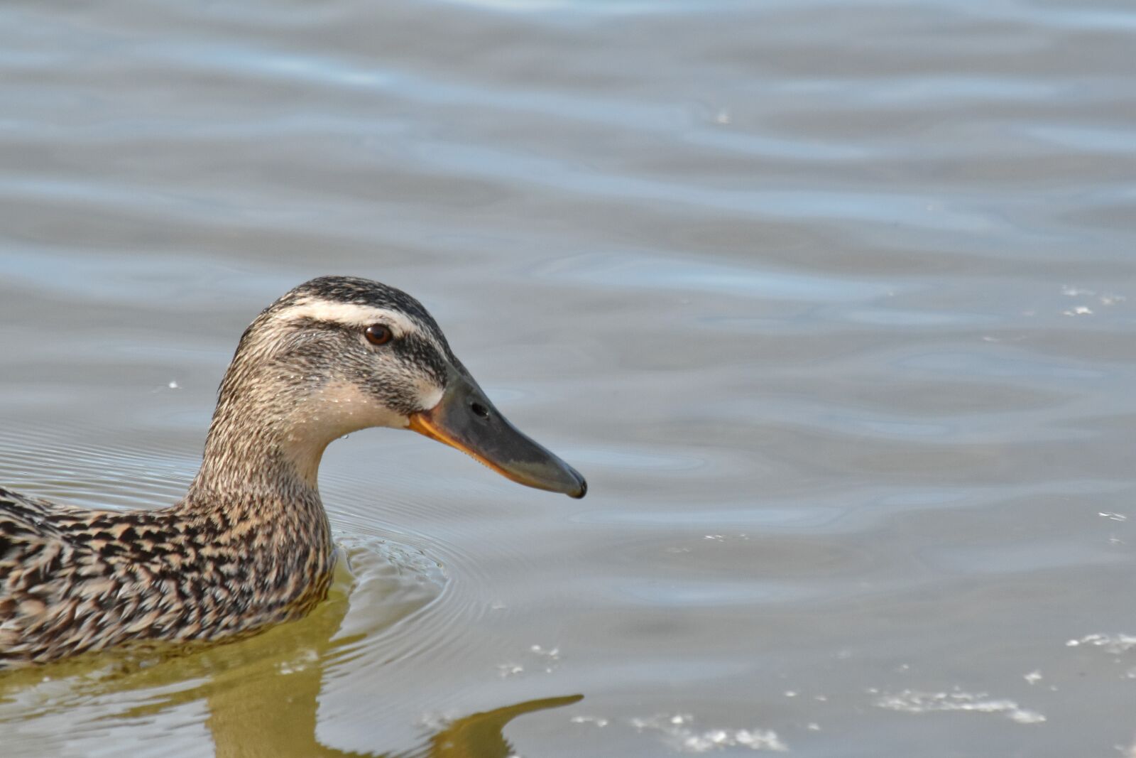 Nikon D5500 sample photo. Mallard, shorebird, bird, duck photography