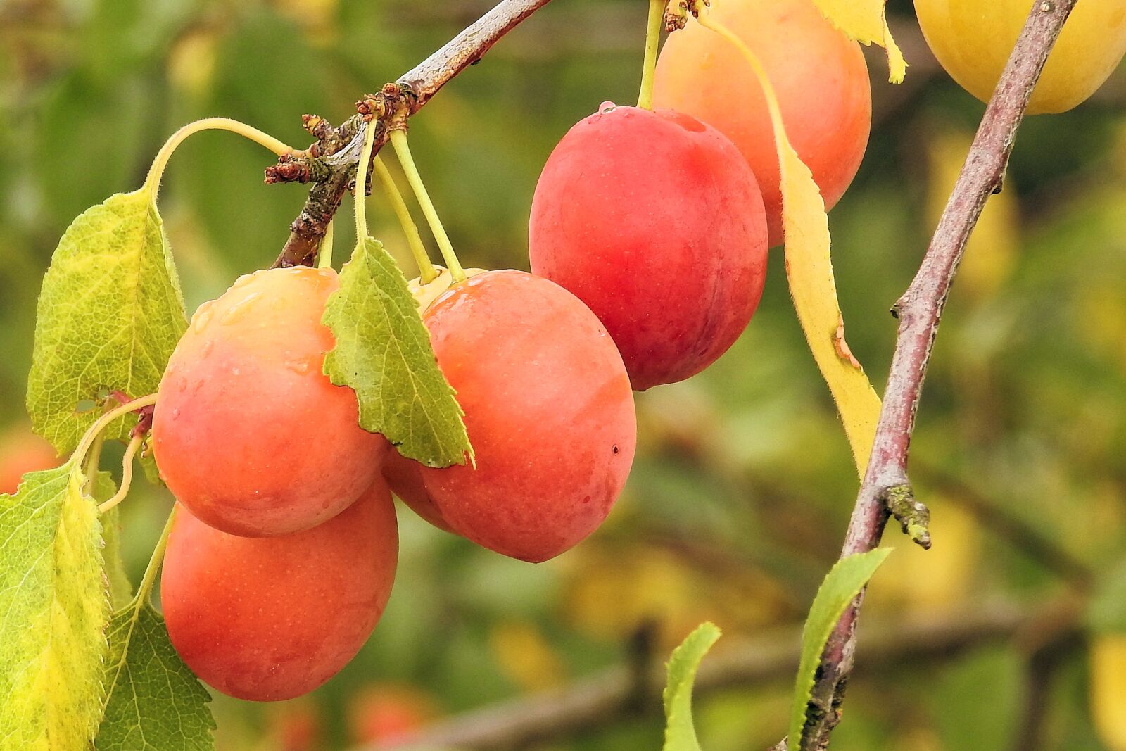Nikon Coolpix P900 sample photo. Yellow plums, cherry plum photography
