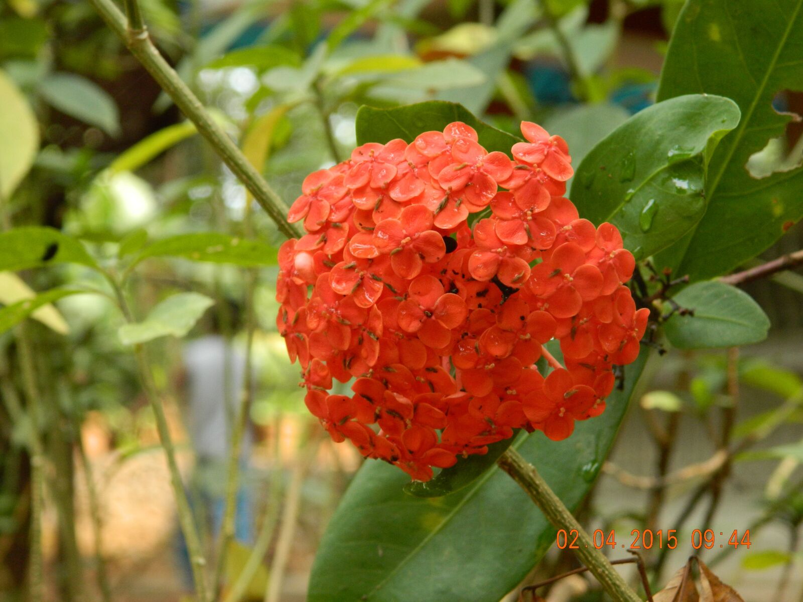 Nikon COOLPIX L310 sample photo. Jungle geranium, ixora coccinea photography