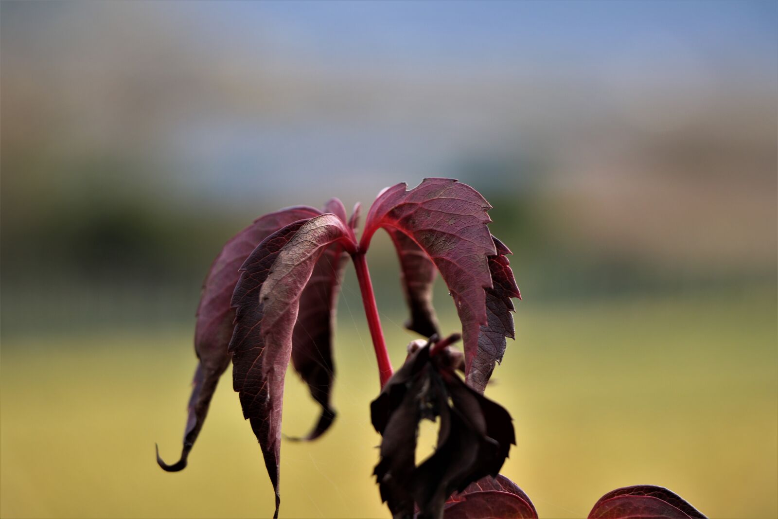 Canon EF-S 18-135mm F3.5-5.6 IS USM sample photo. Autumn, vine leaves, color photography