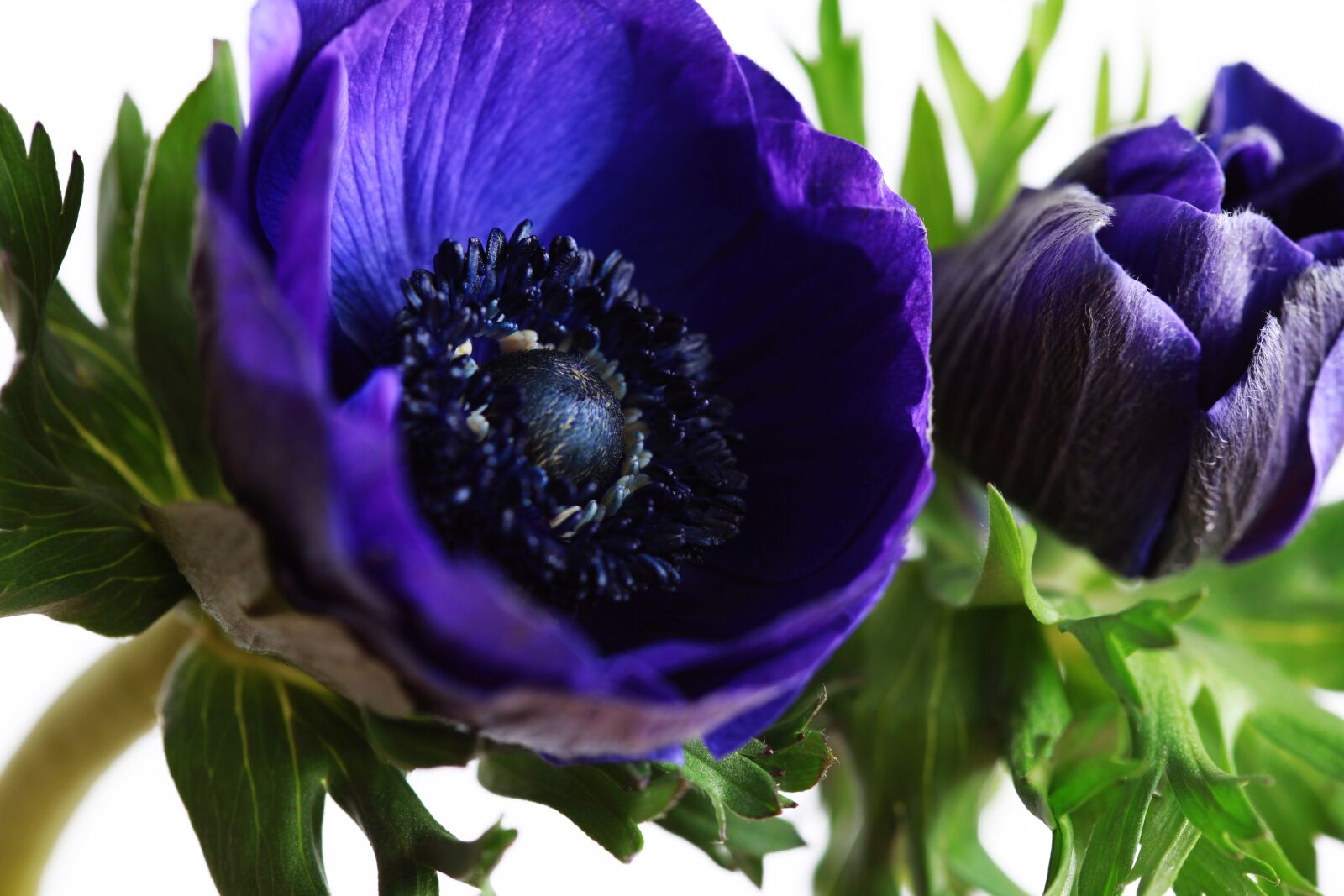 Canon EOS 5D Mark II sample photo. Blue, anemone, flowers photography