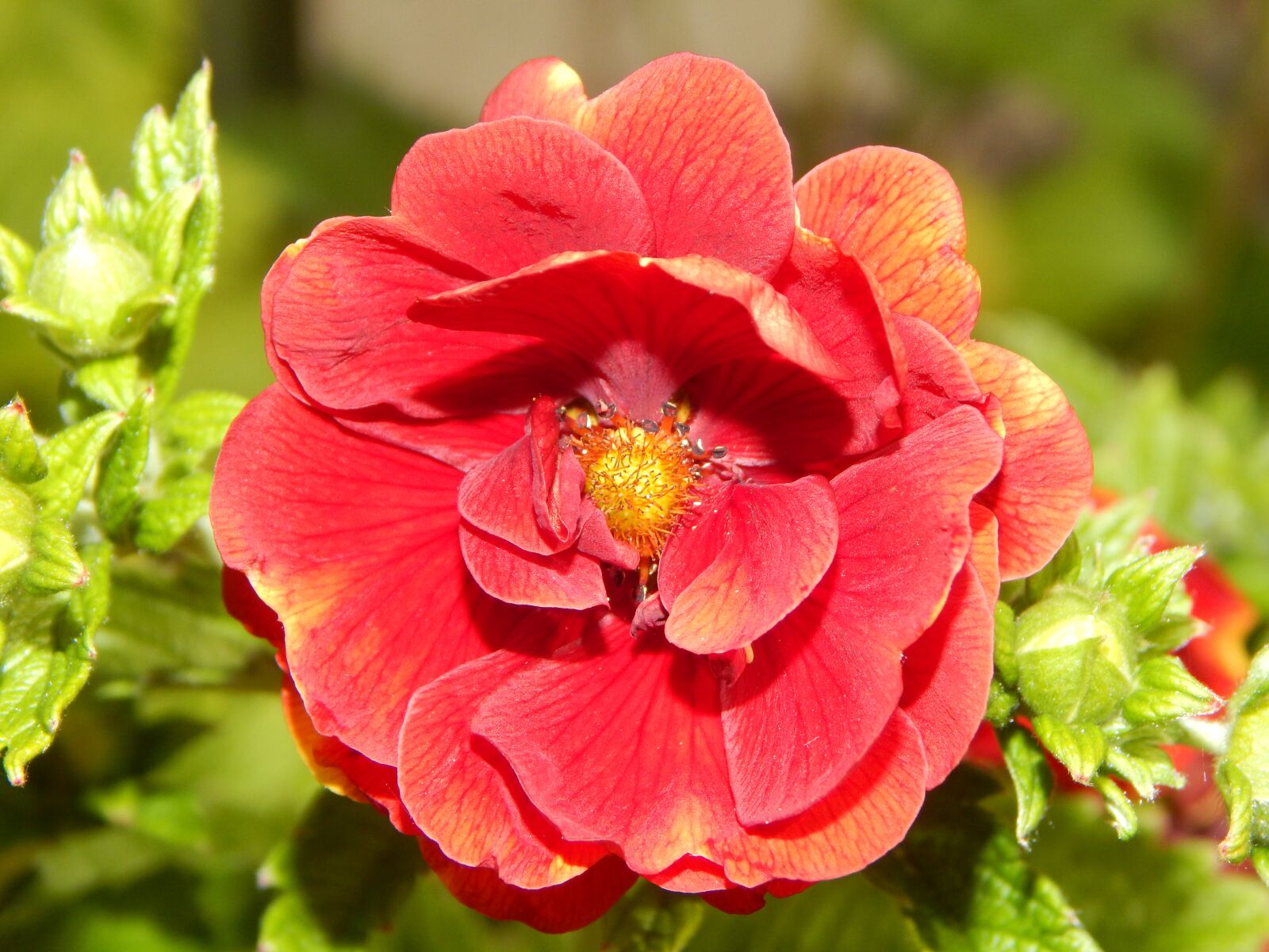 Nikon Coolpix L830 sample photo. Red flower, flower, garden photography