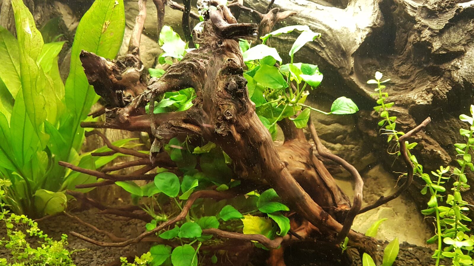 Samsung Galaxy S7 Edge sample photo. Fish, aquarium photography