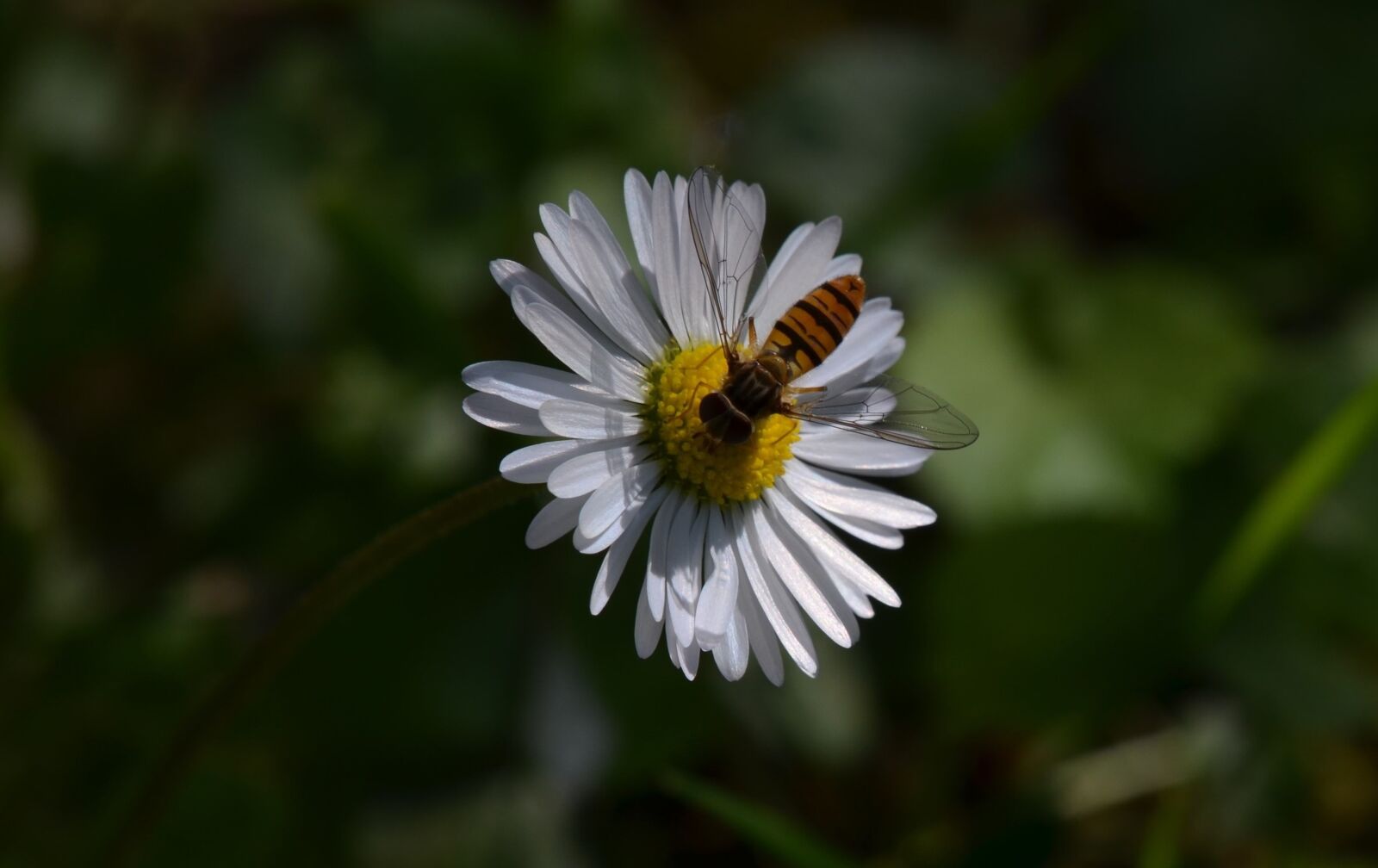 Nikon D5100 sample photo. Daisy, wasp, flower photography