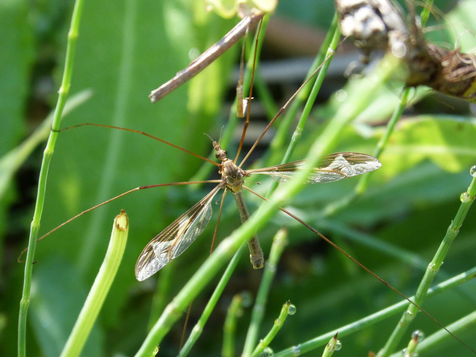 Panasonic DMC-FZ62 sample photo. Mosquito, detail, long-legged insect photography
