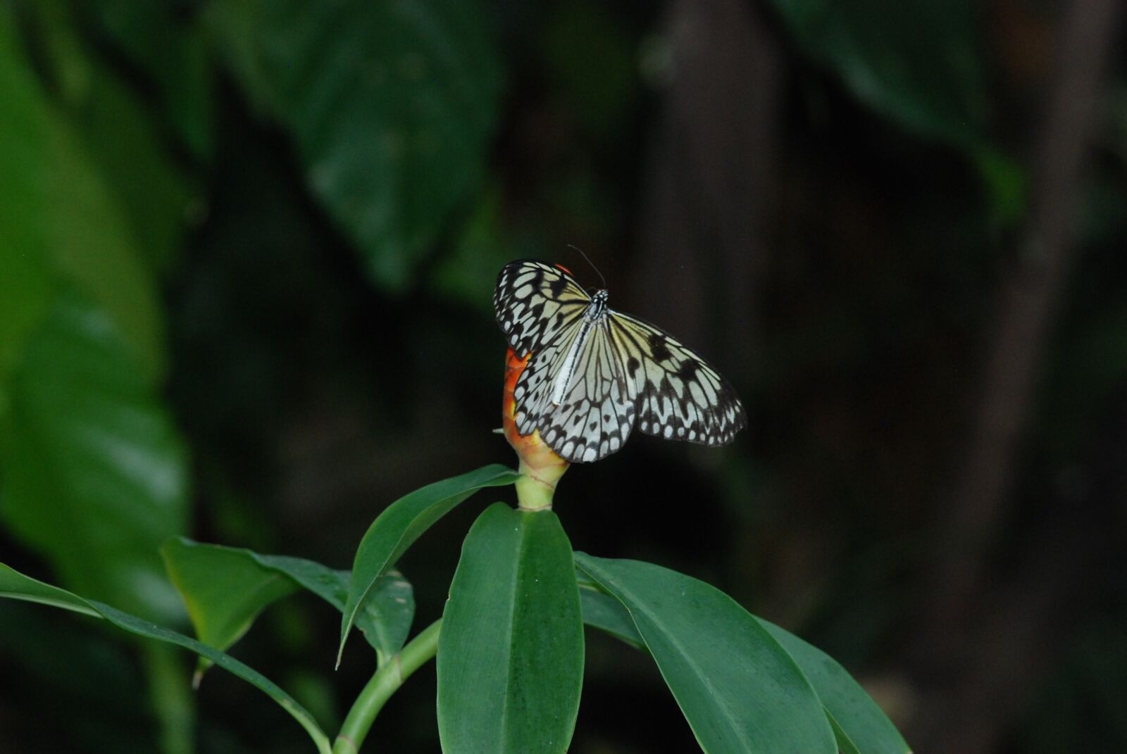 Nikon D80 sample photo. Butterfly, withe, black photography