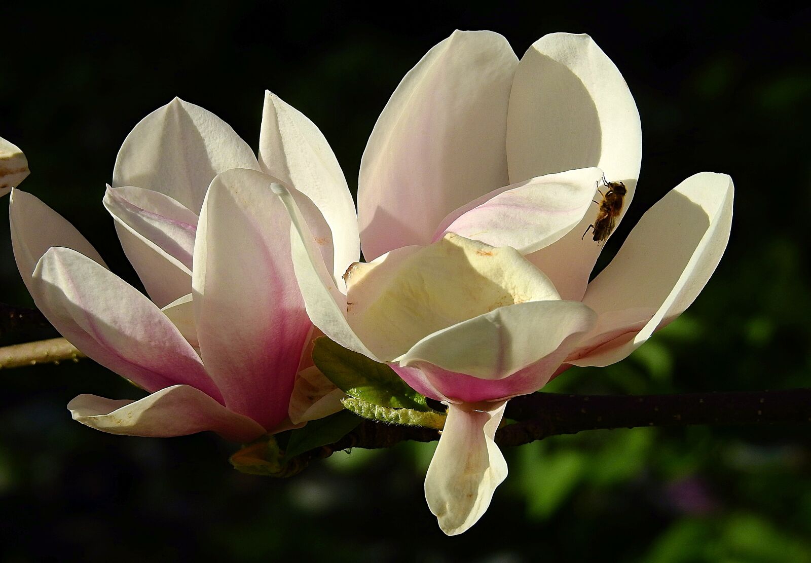Nikon Coolpix P900 sample photo. Flower, nature, plant photography