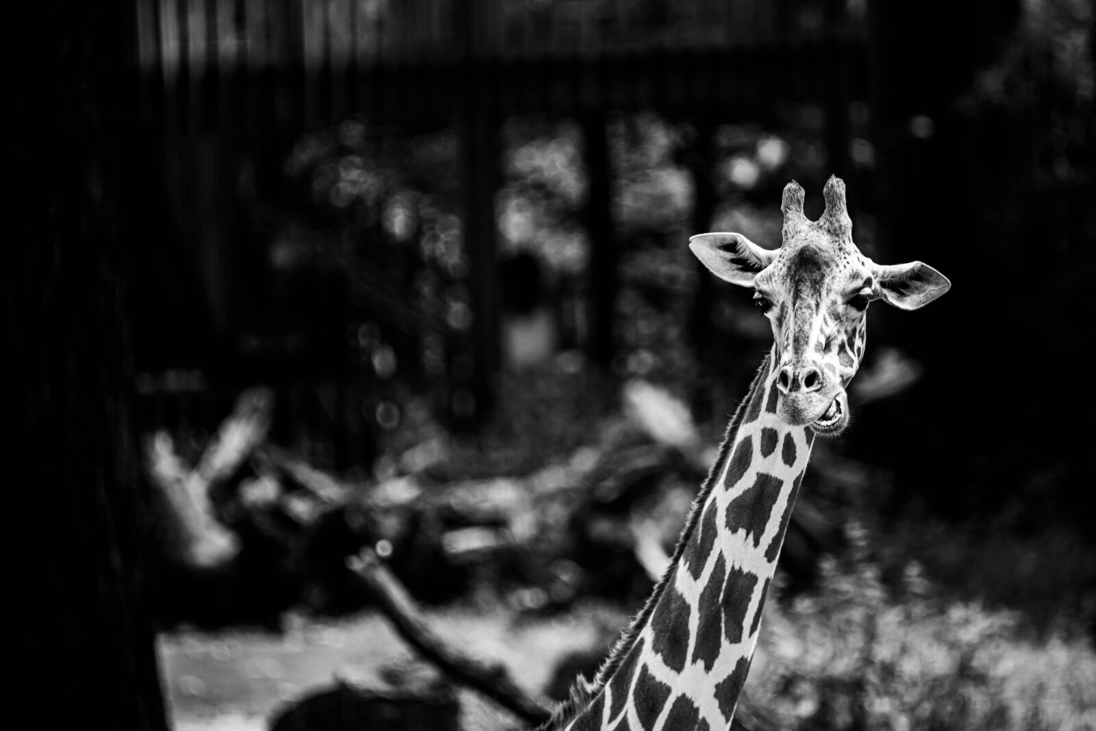 Tamron SP 150-600mm F5-6.3 Di VC USD sample photo. Giraffe, africa, wilderness photography
