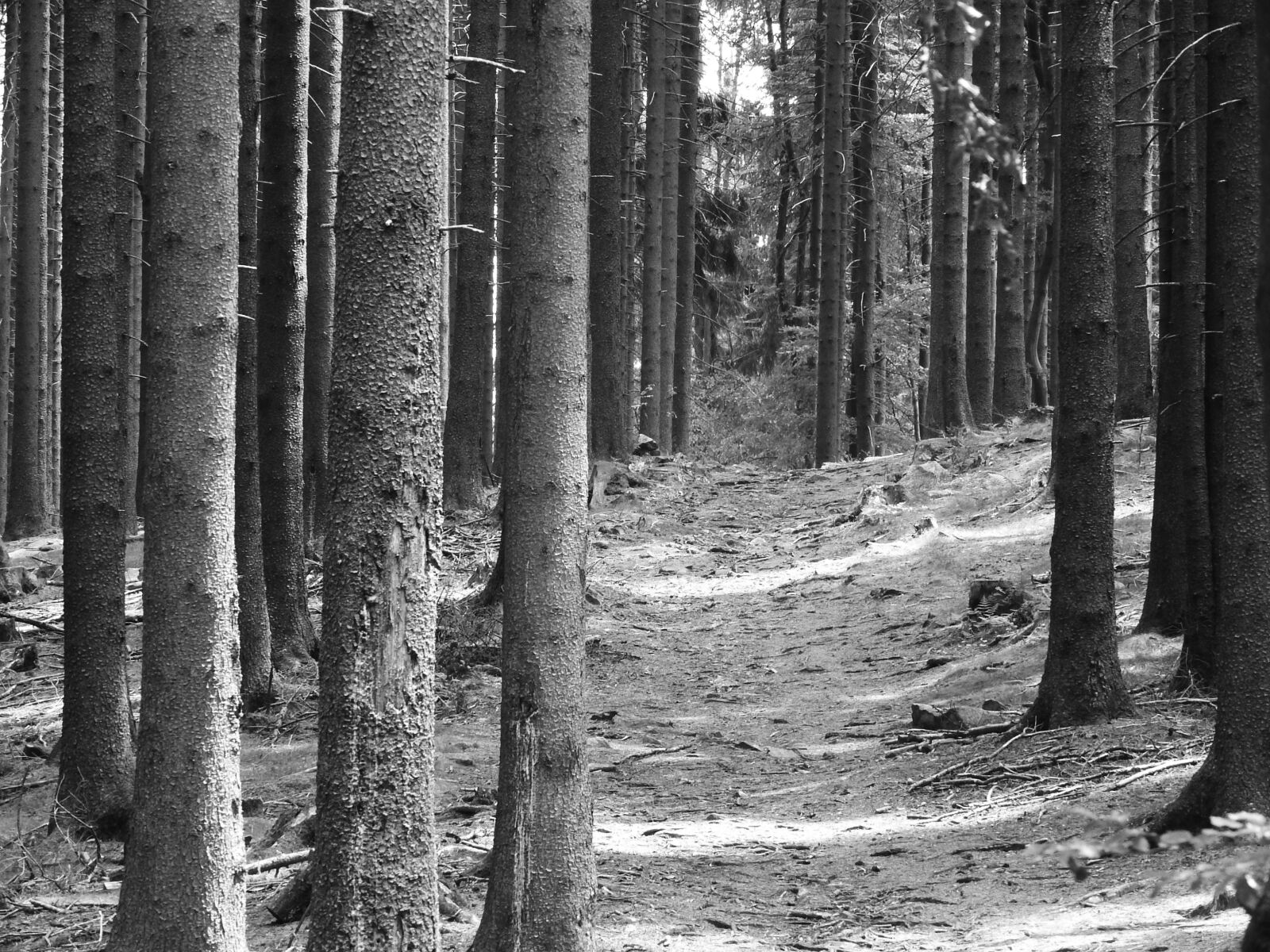 Nikon Coolpix P610 sample photo. Forest, conifers, spruce photography